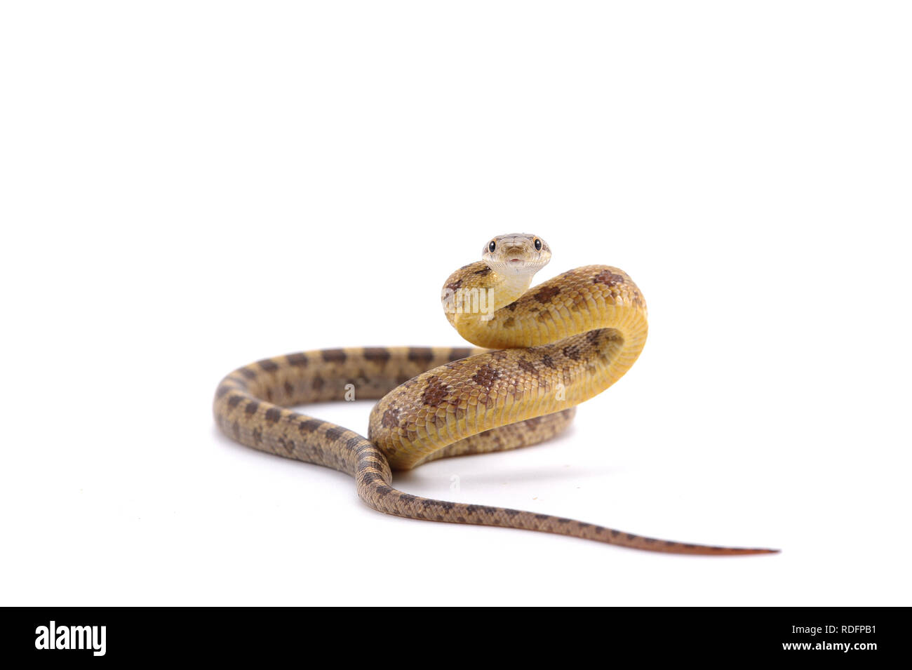 rat snake attack pose isolated on white background Stock Photo - Alamy