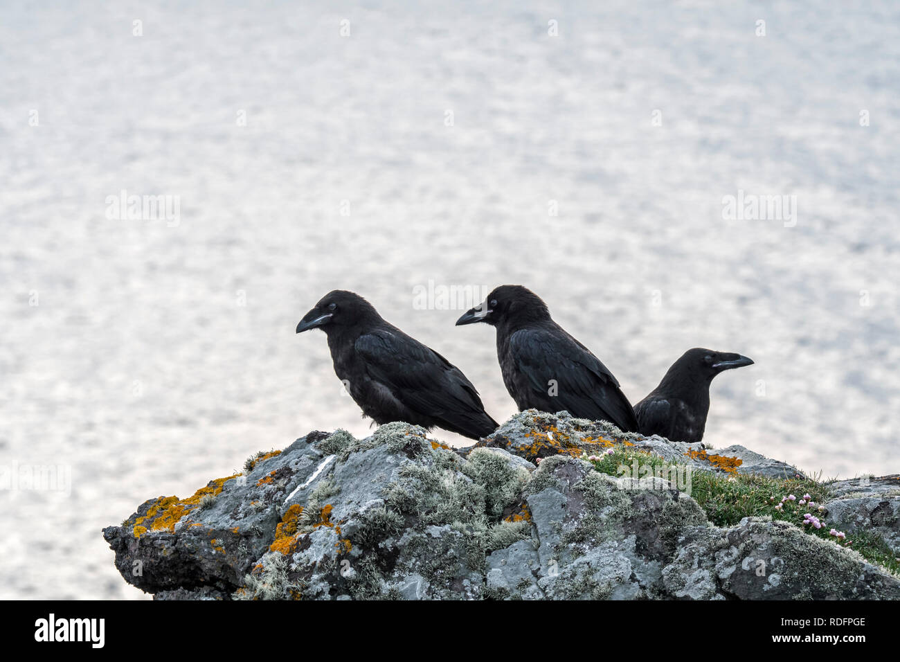 Three young common ravens / northern raven (Corvus corax) perched on rock on cliff top along the Scottish coast, UK Stock Photo