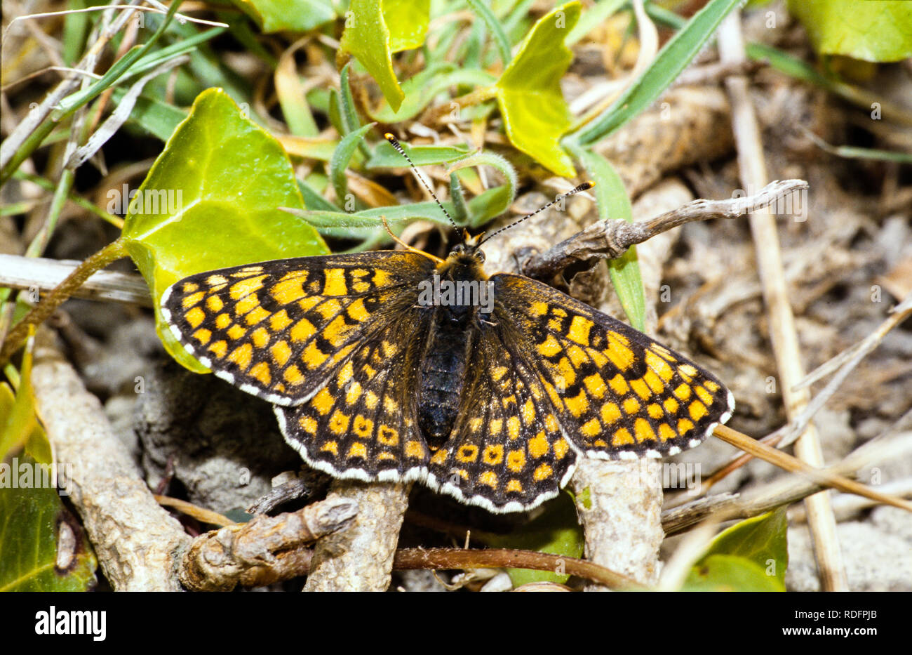 Glanville Fritillary butterfly Melitaea cinxia basking in the sunshine on the south coast of the Isle of Wight Hampshire England Stock Photo