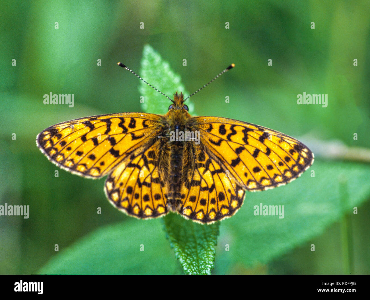 Small Pearl-Bordered Fritillary butterfly Boloria selene basking in the sun on a leaf in the Wyre forest Worcestershire England uk Stock Photo
