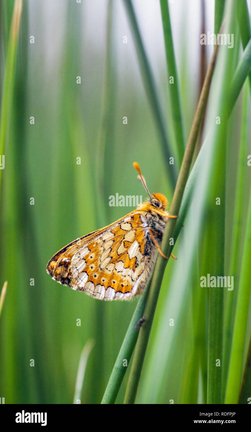 Marsh Fritillary butterfly Eurodryas aurinia  llyn peninsula North Wales UK Stock Photo