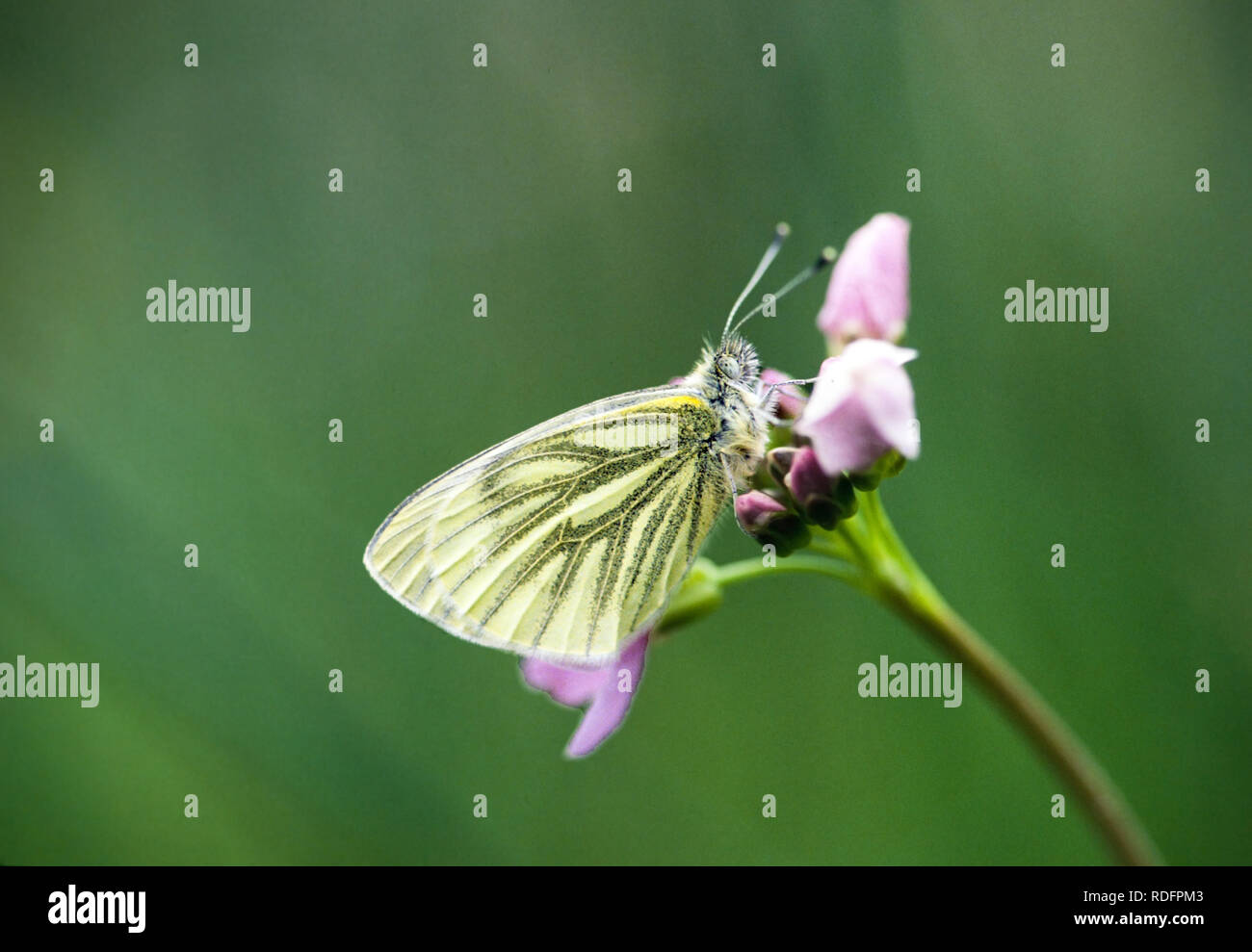 Green Veined White Pieris napi butterfly on flower head in an English cottage garden Stock Photo
