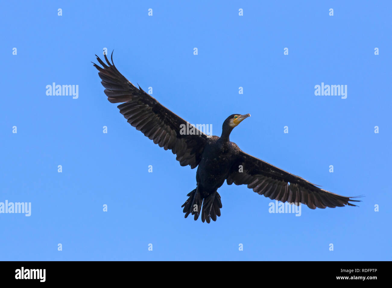 Great cormorant / great black cormorant (Phalacrocorax carbo) flying against blue sky in summer Stock Photo