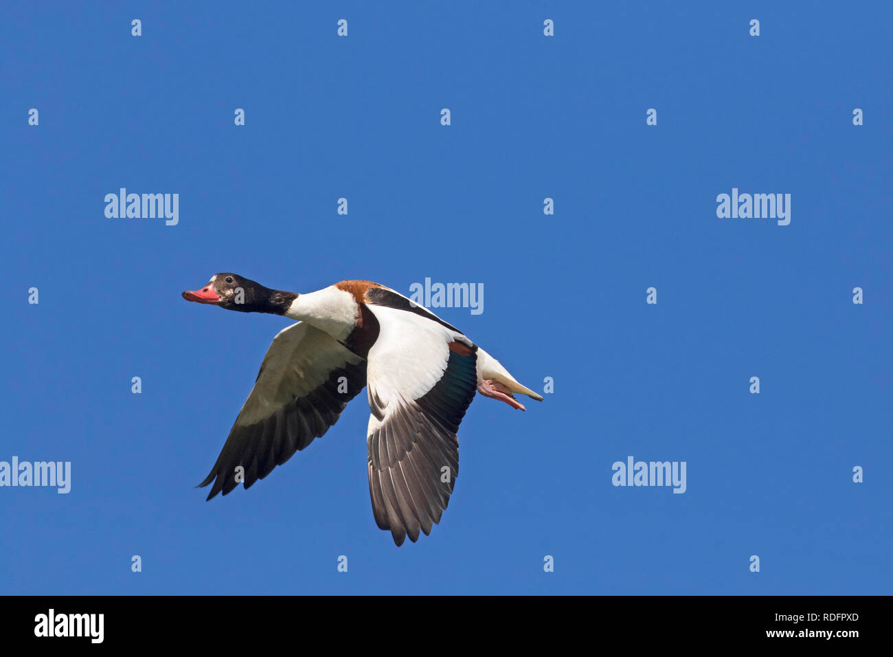 Common shelducks in flight nature hi-res stock photography and images ...