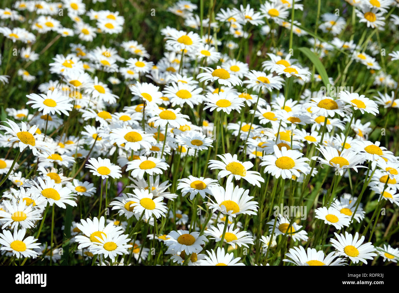 Chamomile Carpet High Resolution Stock Photography and Images - Alamy