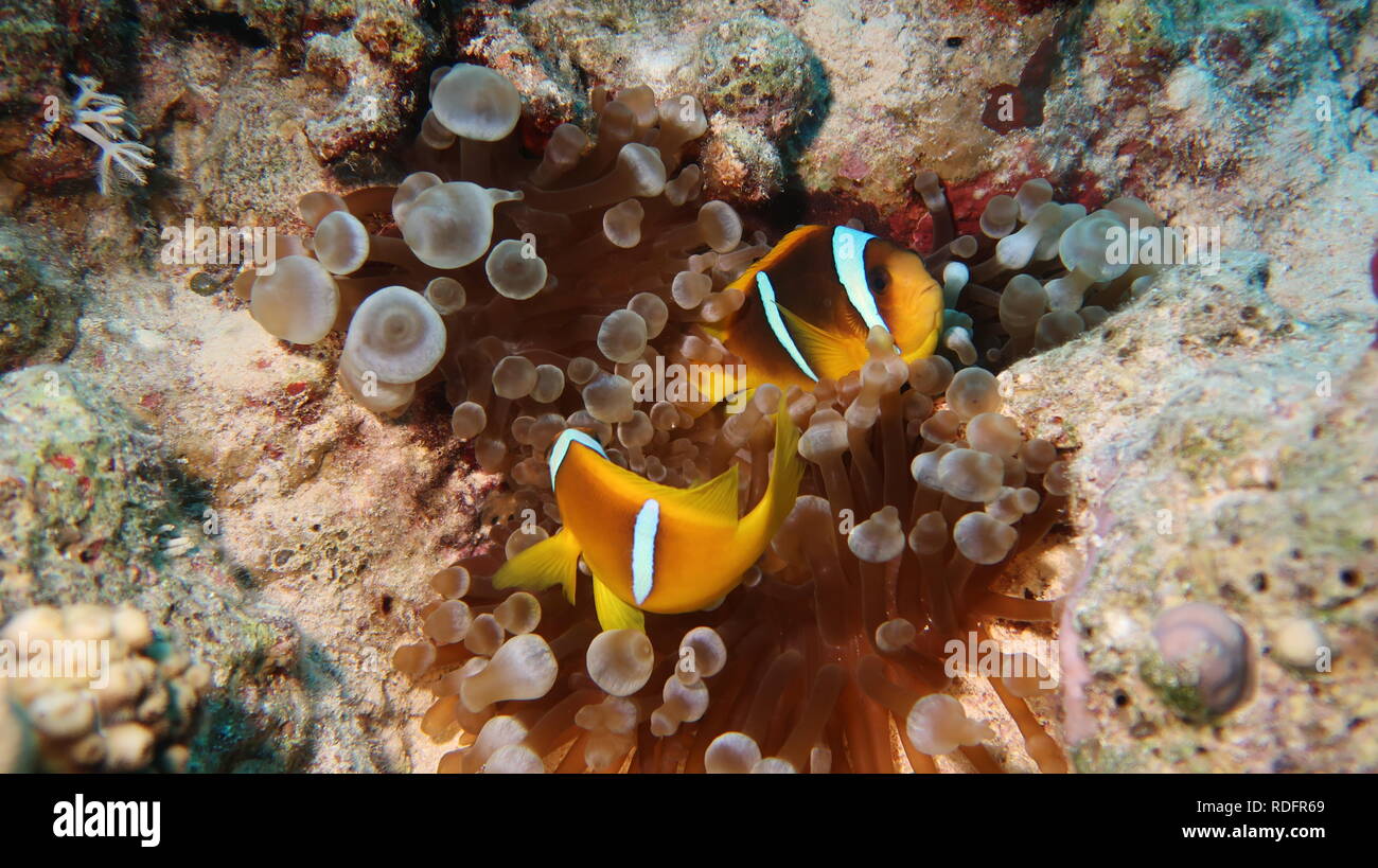 Cute Anemone or Clown fishes hiding protected by their Anemone Stock Photo