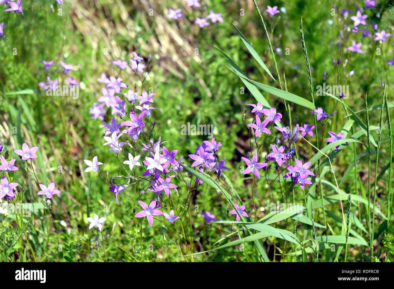 Meadow with lot of bell flowers on sunny summer day closeup view Stock Photo