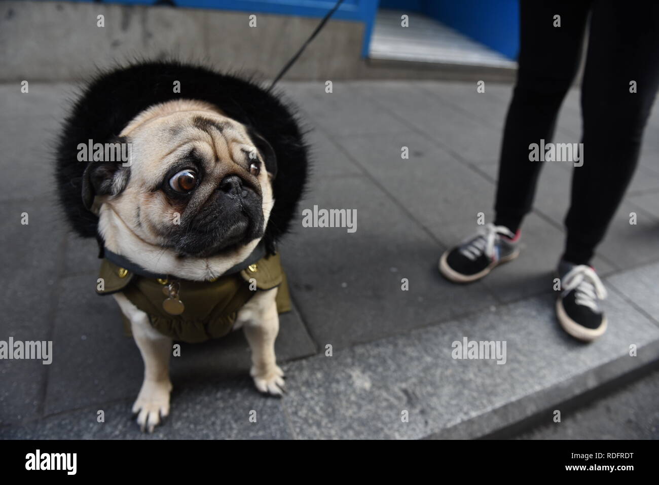 A Dog Is Seen After Being Blessed By The Priest During Saint Anthony S Day At San