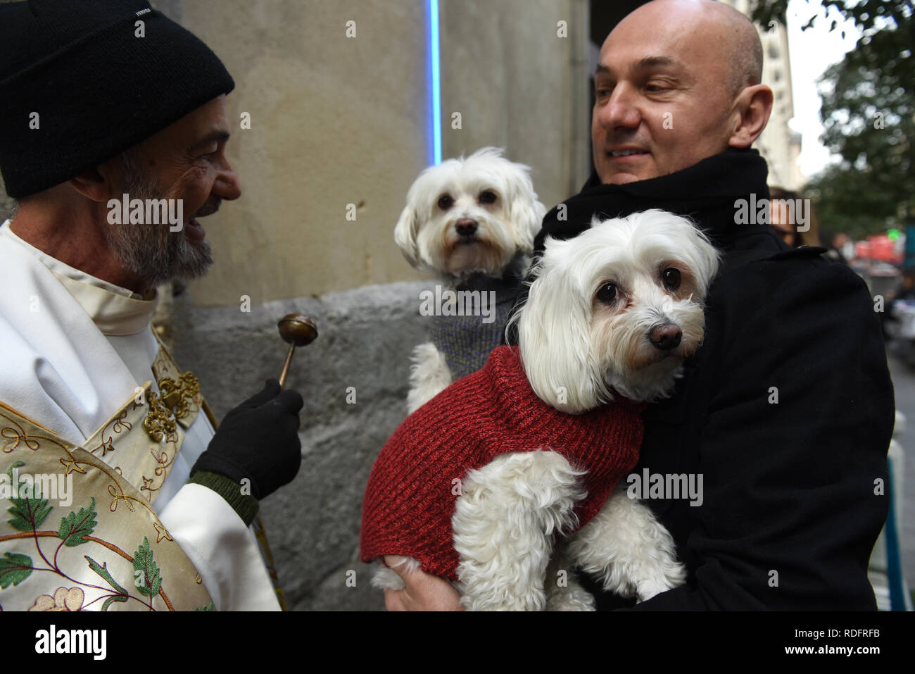 Two dogs are seen after being blessed by the priest during Saint Anthony's day at San Anton Church in Madrid. During Saint Anthony’s day (the patron saint of the animals), hundreds of people bring their pets to San Antón church in Madrid to have their animals blessed. Stock Photo