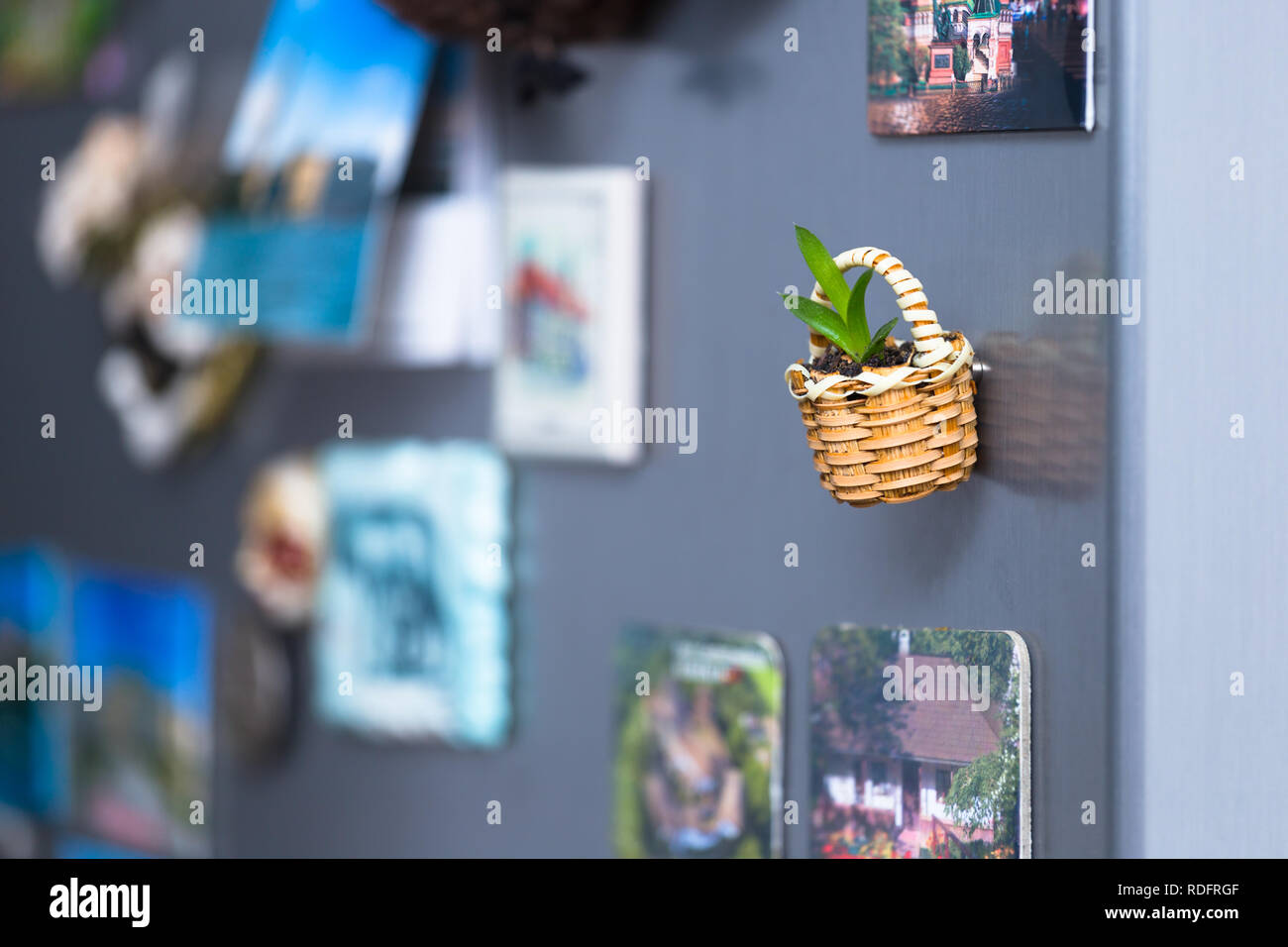 Small basket with on the fridge being a planter for a succulent