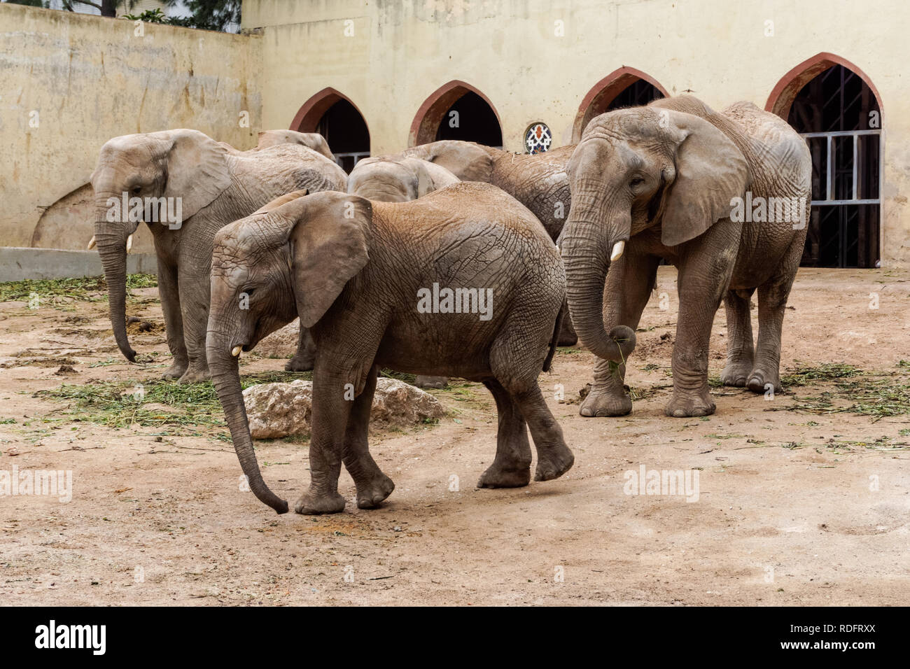 African elephants at Lisbon Zoo, Portugal Stock Photo