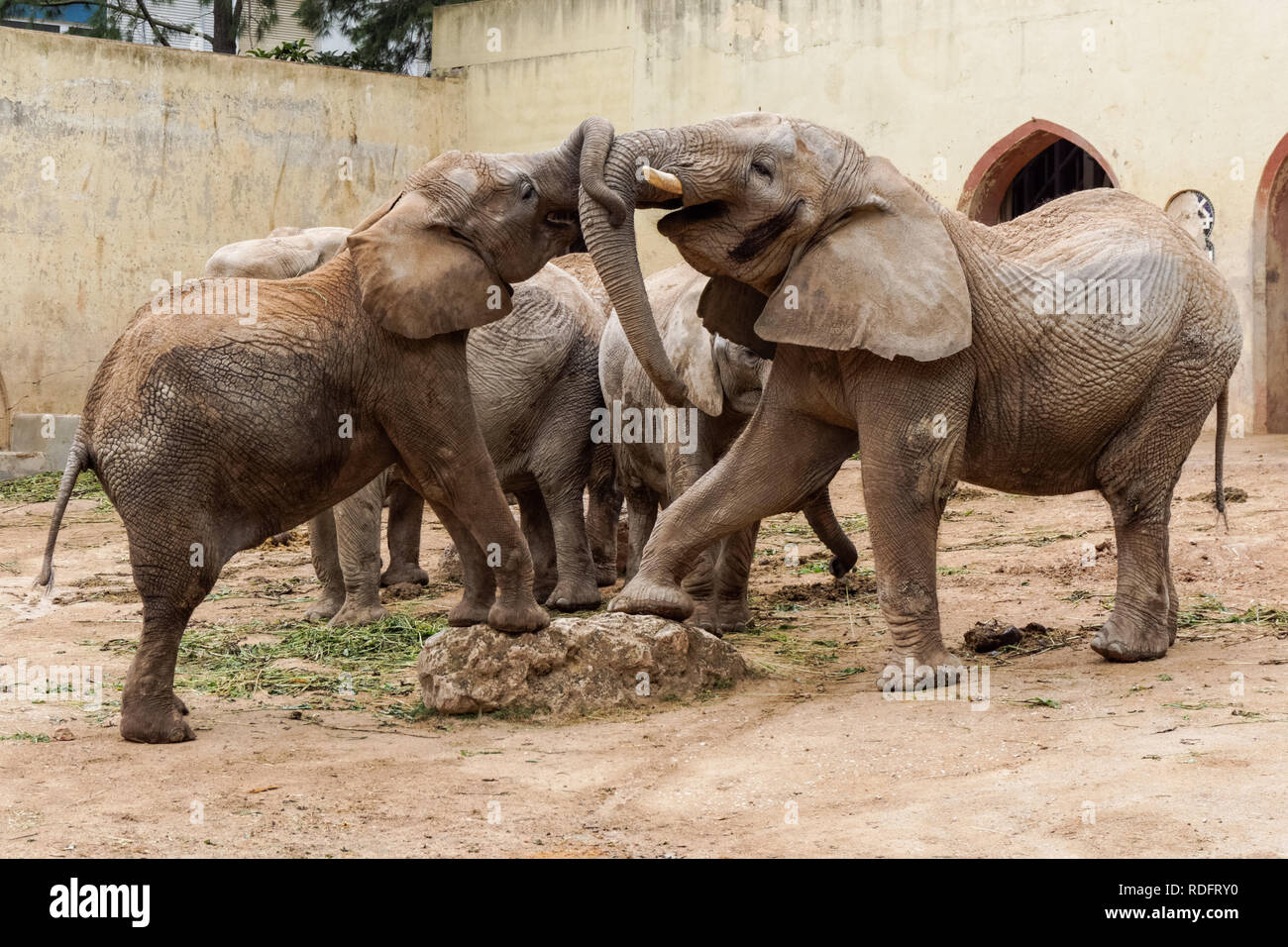 African elephants at Lisbon Zoo, Portugal Stock Photo