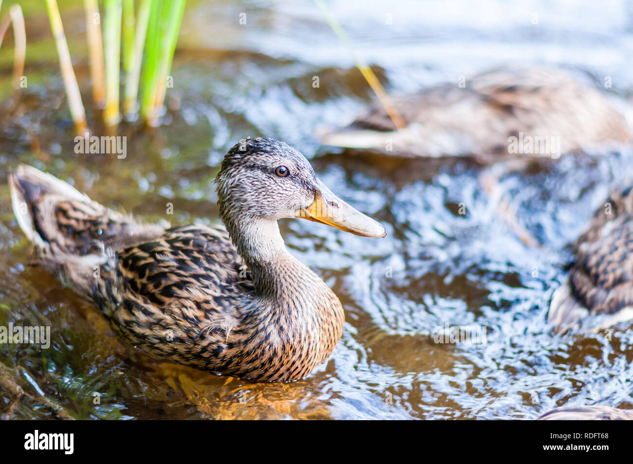 Ducks pond fishing hi-res stock photography and images - Alamy