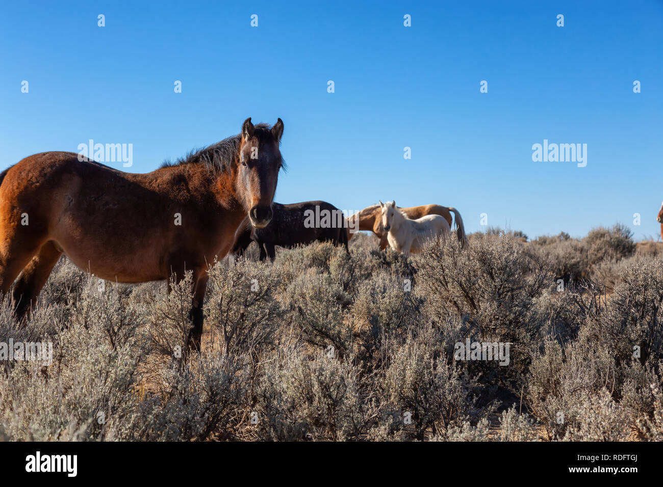 Beautiful group of Wild Horses in the desert of New Mexico, United