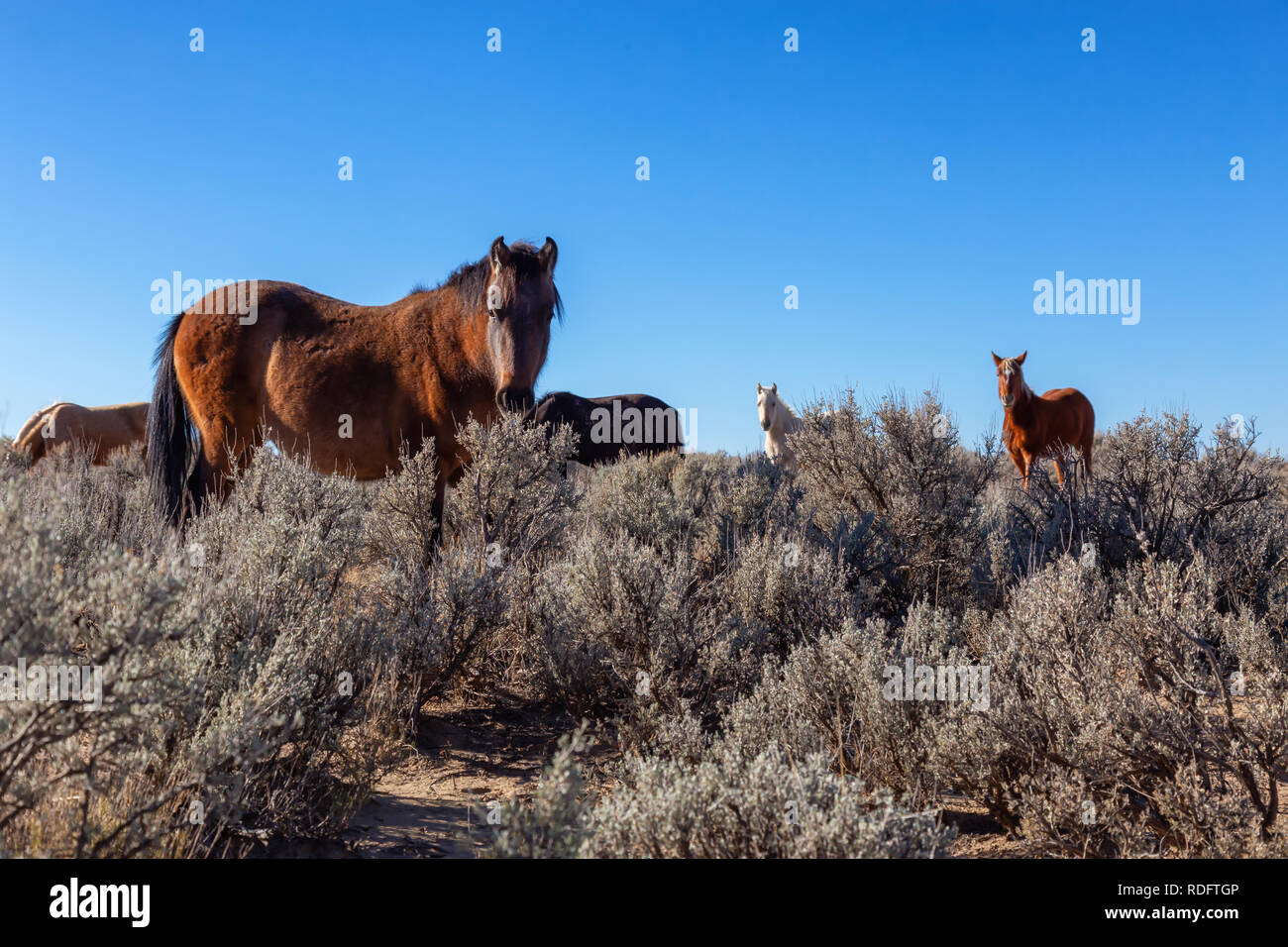 Beautiful group of Wild Horses in the desert of New Mexico, United
