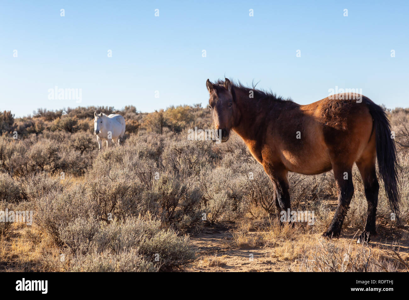 Beautiful group of Wild Horses in the desert of New Mexico, United