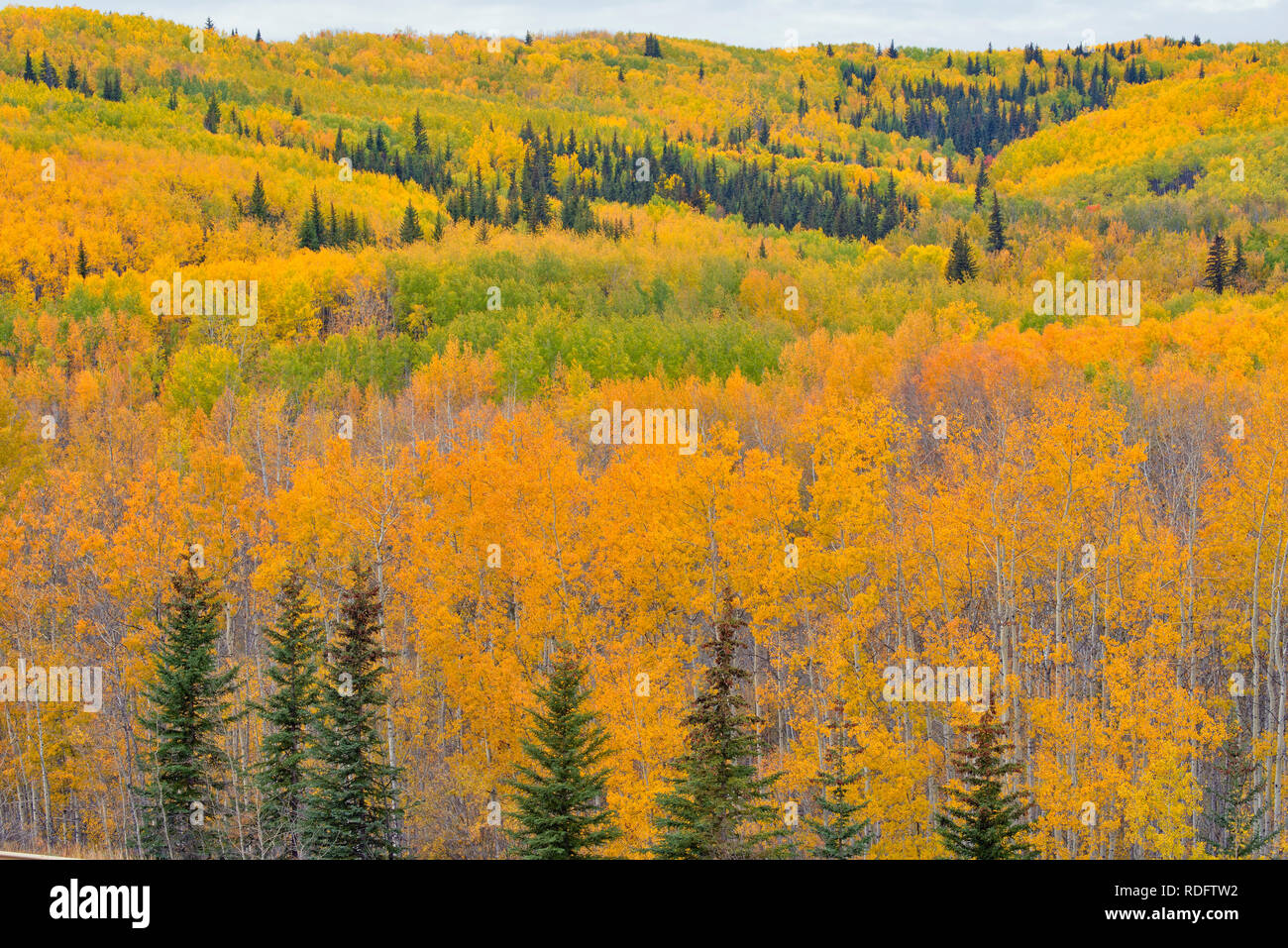 Autumn aspens in the Geikie River Valley, Manning, Alberta, Canada