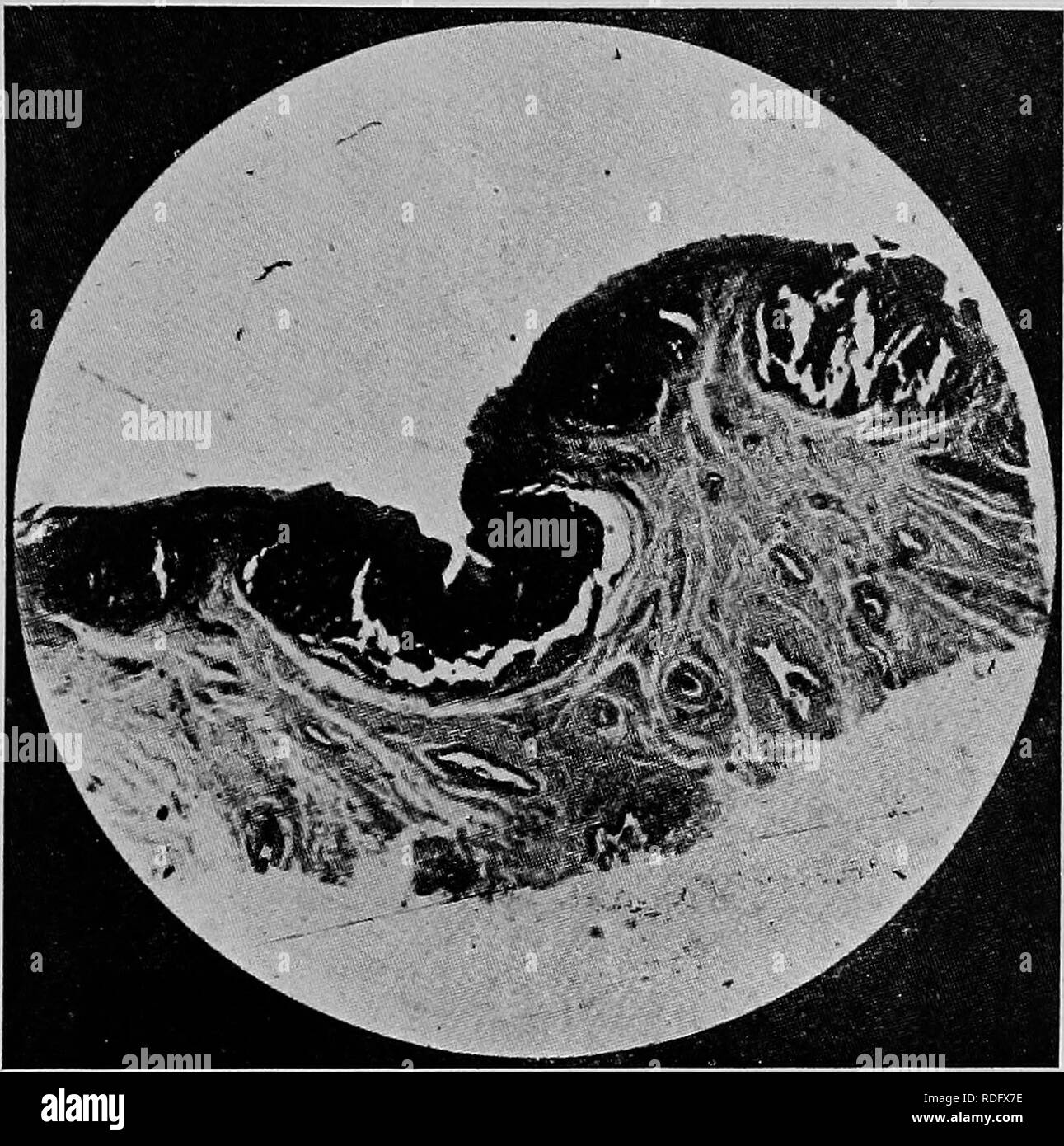 . The diseases of the genital organs of domestic animals. Veterinary