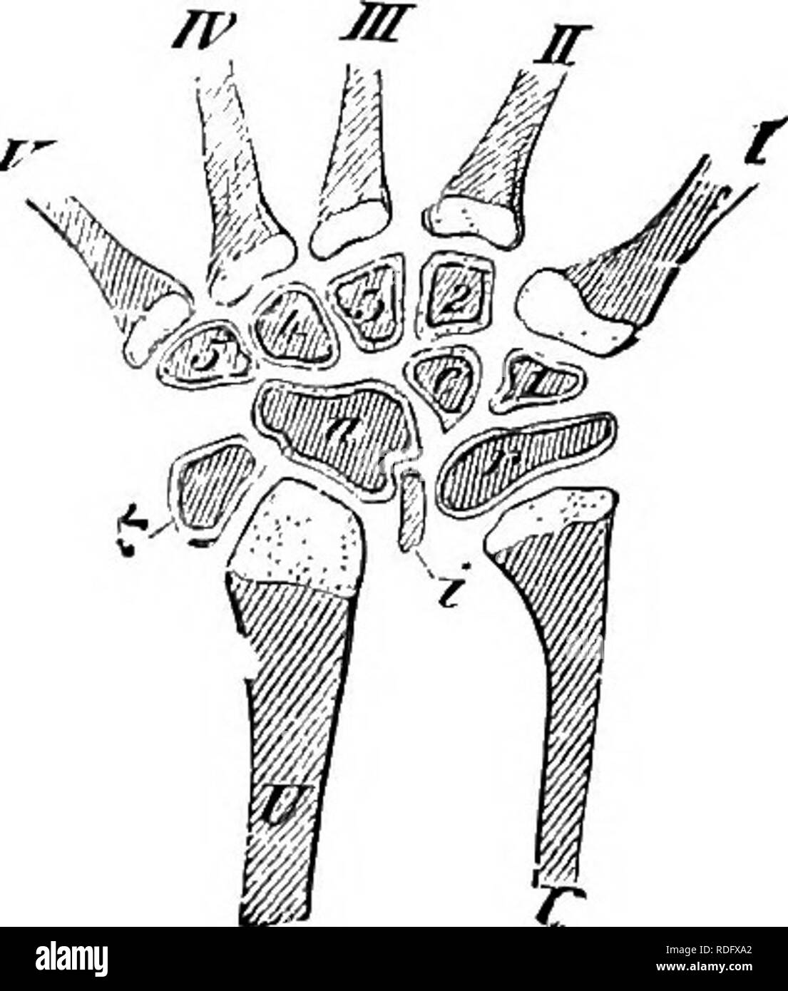 . Elements of the comparative anatomy of vertebrates. Anatomy, Comparative. Fig. 108.—Right Carpus of Emys europcea. (From above.) i?, Radius ; U, ulna ; r.c, fused radiale and centrale (or centrale 1 and 2, Baur) ; i, intermedium; u, ulnare; 1-5, the carpalia, of which 4 and 5 have become fused together ; t (radiale, Baur) and *, elements on the radial and ulnar side res- pectively, indications of additional radial and ulnar (pisiform) rays ; I-V, the metacarpals.. Fig. 109.—Left Carphs of Lacerta agilis. (From above.) R, radius; U, ulna; ii, ul- nare ; i, intermedium ; r, radiale, formed by  Stock Photo