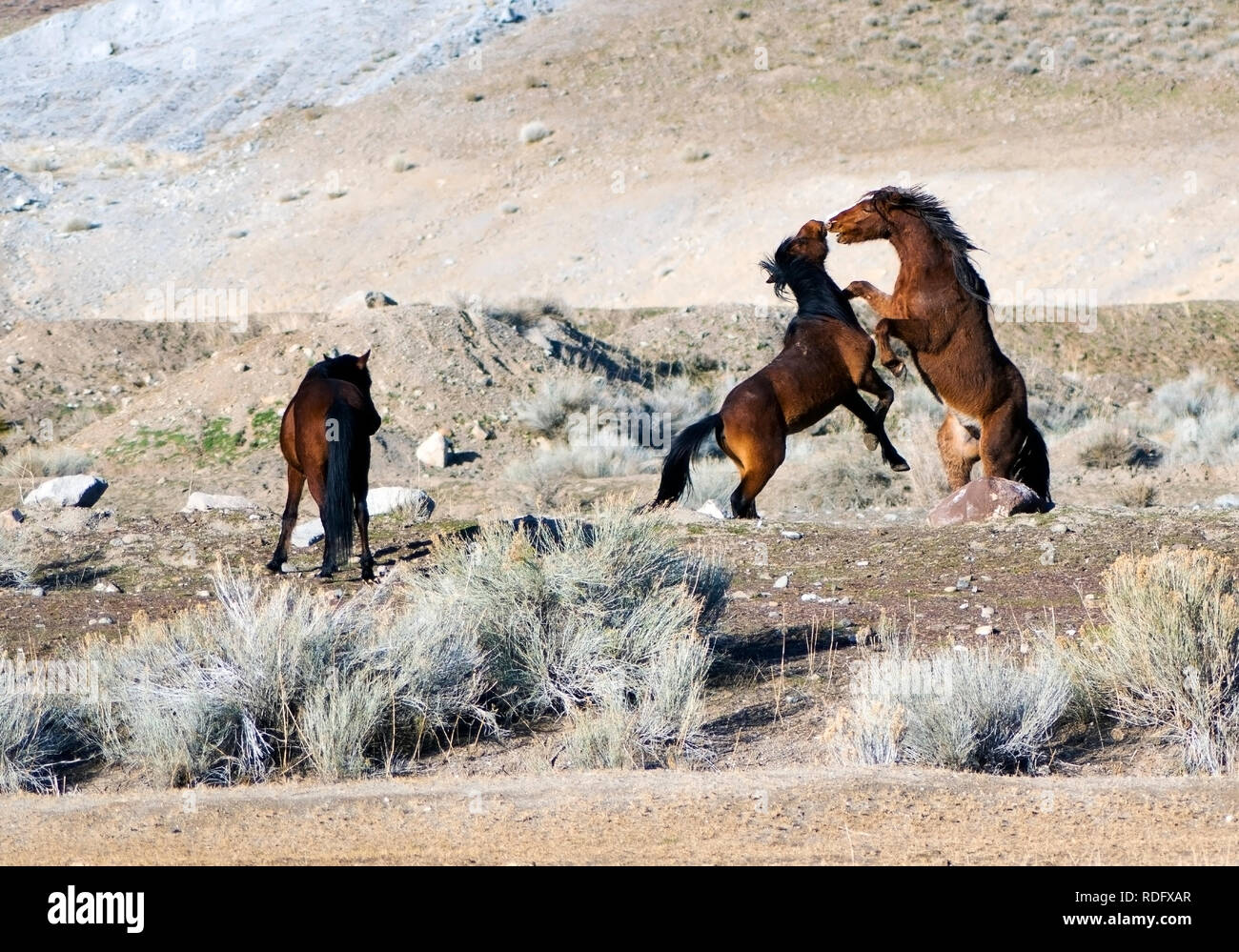 Wild Mustang horses in the northern Nevada Desert Stock Photo Alamy