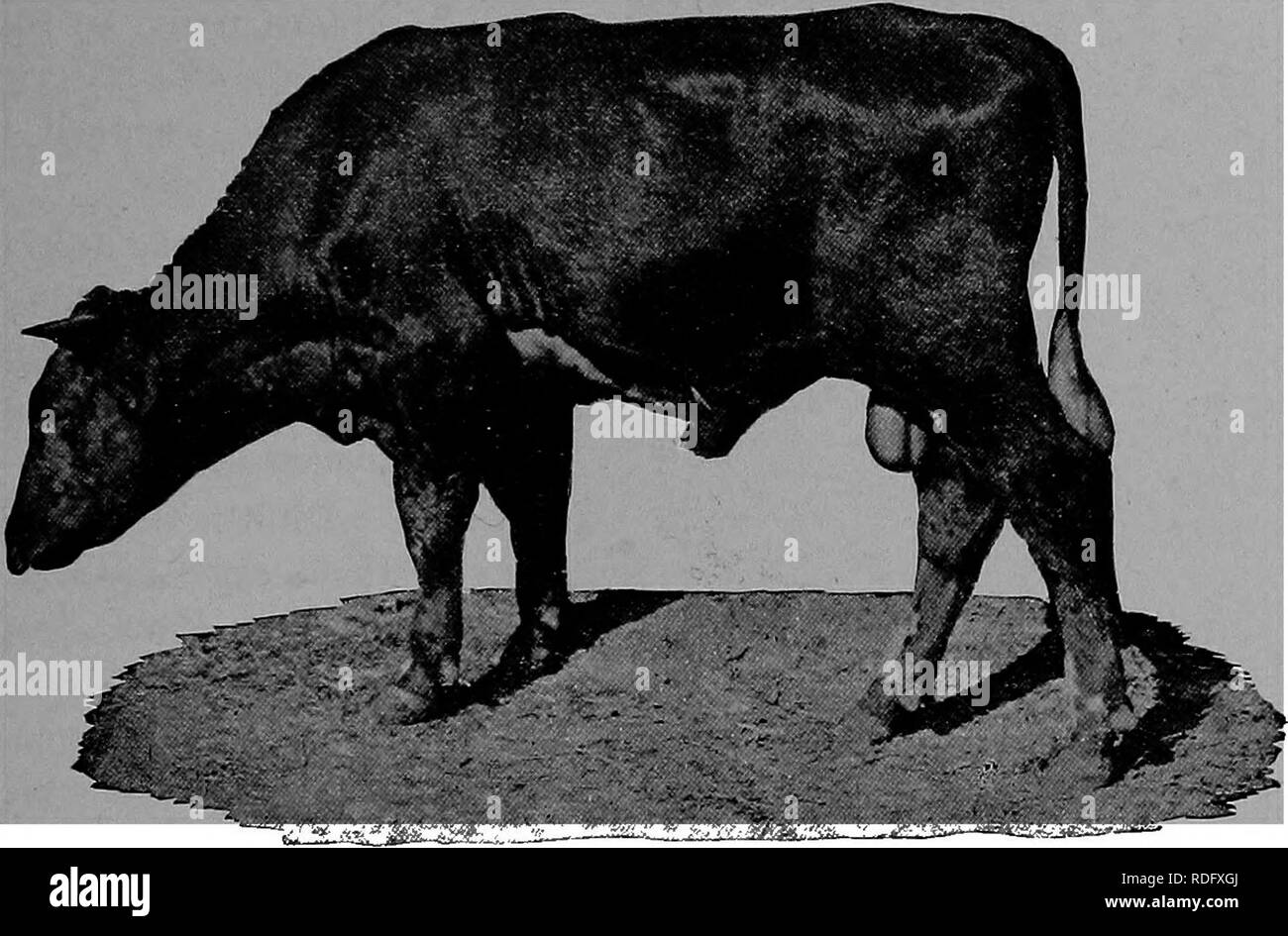 The pathology and differential diagnosis of infectious diseases of animals  : prepared for students and practitioners of veterinary medicine .  Veterinary medicine; Communicable diseases in animals. TEXAS FEVER 331  experimentally demonstrate