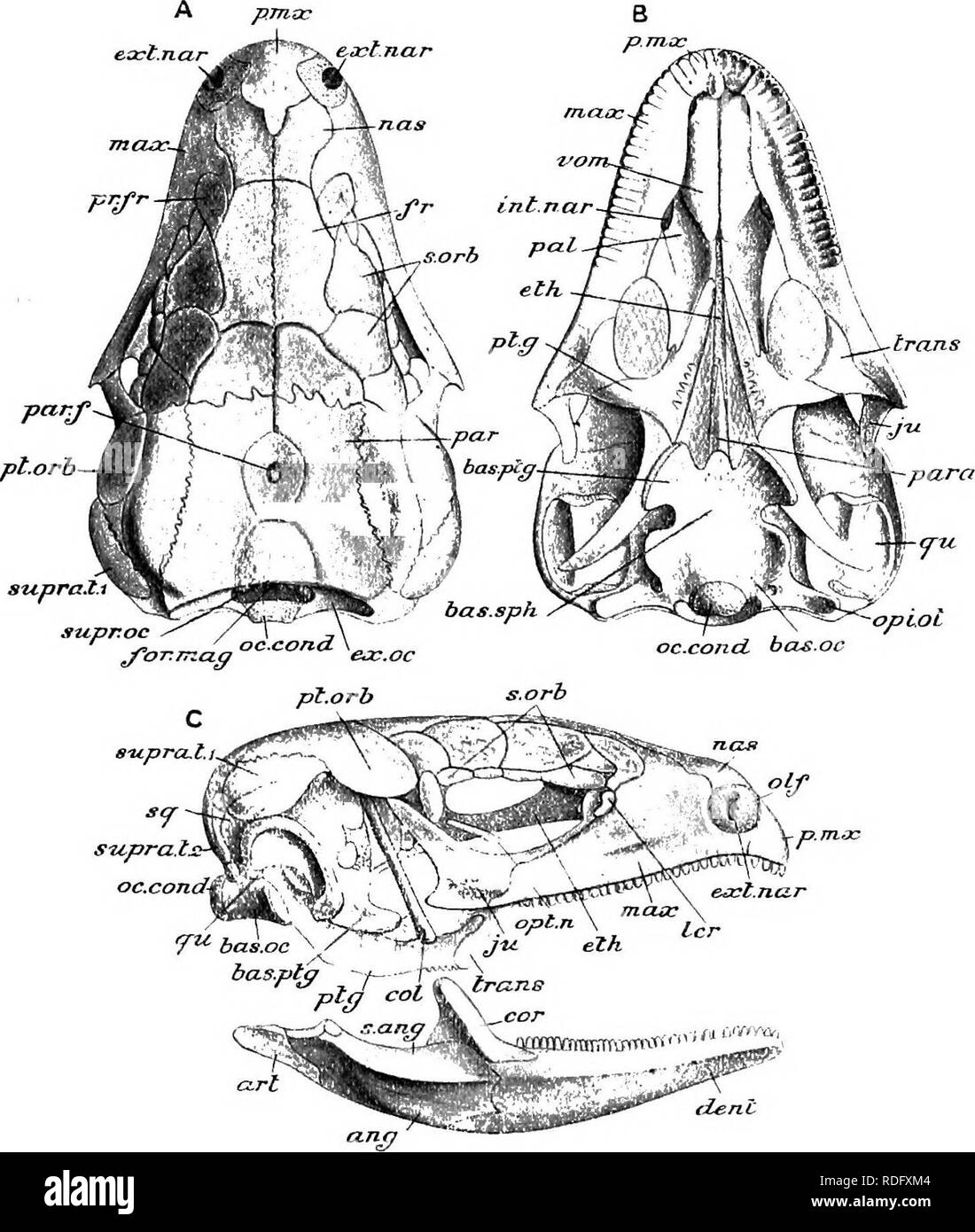 . Elements of the comparative anatomy of vertebrates. Anatomy, Comparative. THE SKULL 89 Excepting in the naso-ethmoidal region, the whole chondro- craniura usually becomes almost obliterated by an extensive process trans. Fig. 71.âI^ki'lt. of Larerta nijilin (from Parker and Haswell's Zoology, after W. K. Parker). A, from above ; B, from below ; C, from the aide, ang, angular; art, articular ; bas.oc, basioccipital; bax.ptg, basipterygoid processes; ban.sph, basi- sphenoid ; rol, epipterygoid ; cor, coronary; dent, dentary; eth, ethmoid ; ex. or, exocoipital; ext, nar, external nares ; for. m Stock Photo