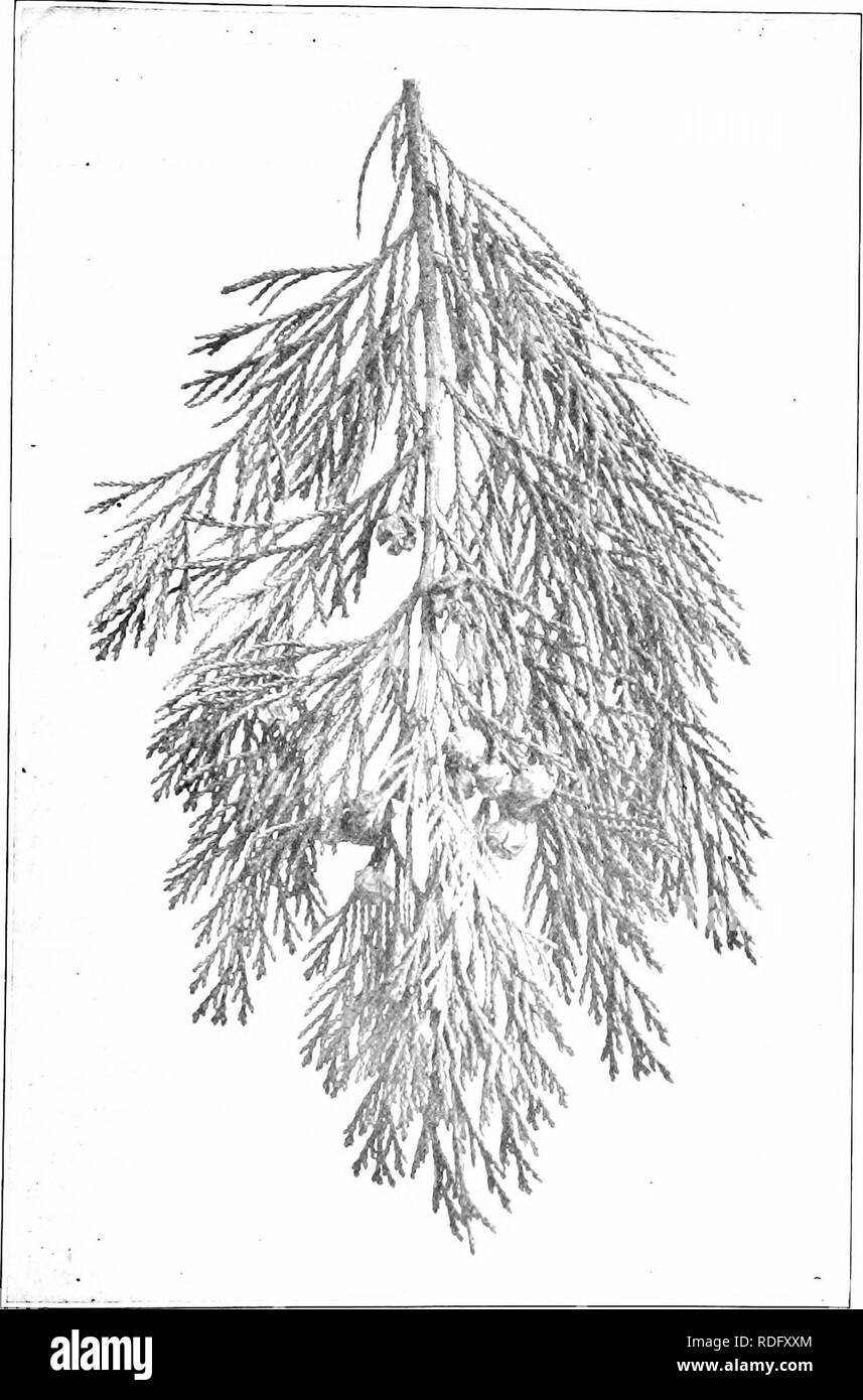 . Our native trees and how to identify them; a popular study of their habits and their peculiarities. Trees. WHITE CEDAR. fruiting Spray of White Cedar, Cupressus thyoides. Cbamcecyparis sphcemidea. Please note that these images are extracted from scanned page images that may have been digitally enhanced for readability - coloration and appearance of these illustrations may not perfectly resemble the original work.. Keeler, Harriet L. (Harriet Louise), 1846-1921. New York, C. Scribner's Sons Stock Photo