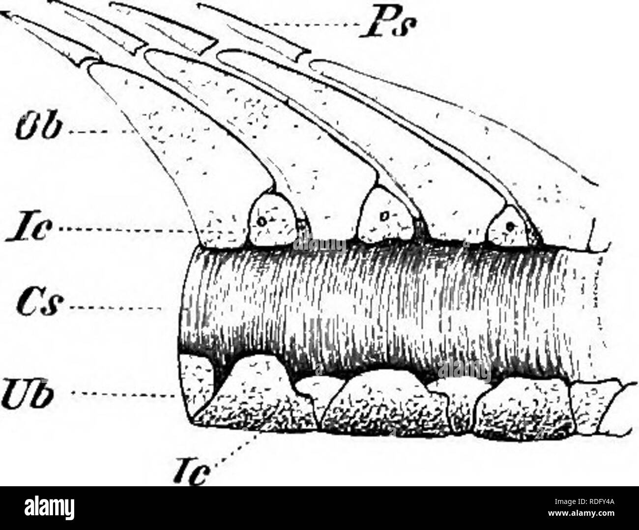 . Elements of the comparative anatomy of vertebrates. Anatomy, Comparative. VERTEBRAL COLUMX 37 mentary neural (dorsal) arches, which, liowever, do not meet above the spinal cord. These cartilages, of which there are two pairs to each muscular segment or myotome, correspond to the &quot; intercalary pieces&quot; of Elasmobranchs (p. 38); they serve in the first instance for the origin and insertion of the muscles, and at the same time form a protection for the spinal cord. Neural spines also occur in the middle of the axis, and in the caudal region hcernal (ventral) arches enclosing the caudal Stock Photo