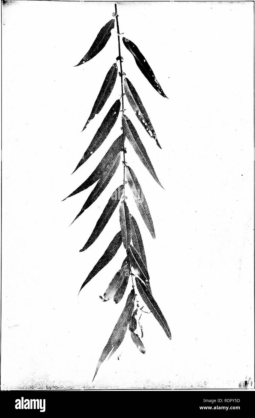 . Our native trees and how to identify them; a popular study of their habits and their peculiarities. Trees. BLACK WILLOW. Black Willow, Salix nigra. Leaves 3' to &amp; long.. Please note that these images are extracted from scanned page images that may have been digitally enhanced for readability - coloration and appearance of these illustrations may not perfectly resemble the original work.. Keeler, Harriet L. (Harriet Louise), 1846-1921. New York, C. Scribner's Sons Stock Photo