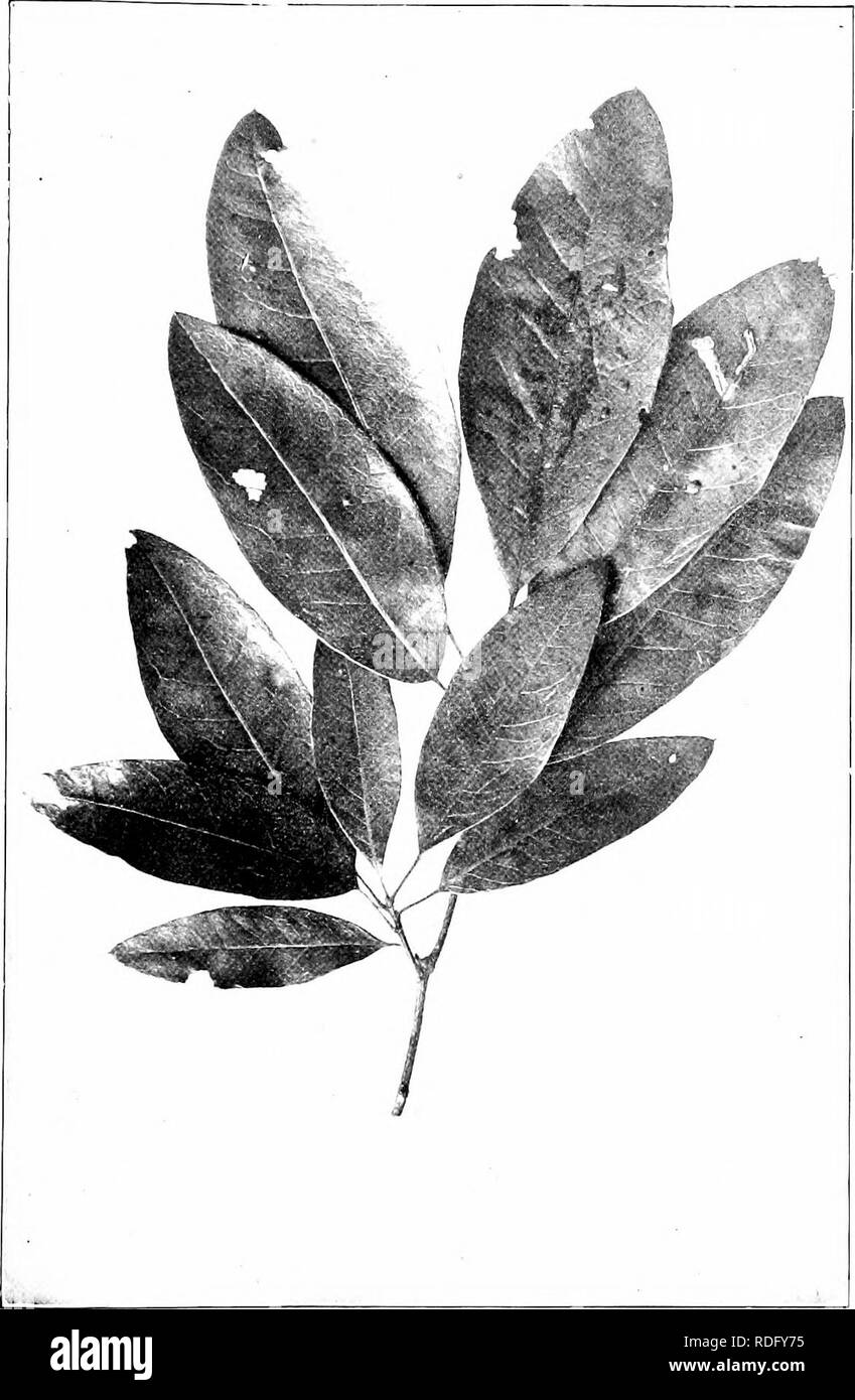 . Our native trees and how to identify them; a popular study of their habits and their peculiarities. Trees. SHINGLE OAK. Shingle Oak, Quercus imbricaria. Leaves 4' to &amp; Ion? l' to 2' broad.. Please note that these images are extracted from scanned page images that may have been digitally enhanced for readability - coloration and appearance of these illustrations may not perfectly resemble the original work.. Keeler, Harriet L. (Harriet Louise), 1846-1921. New York, C. Scribner's Sons Stock Photo