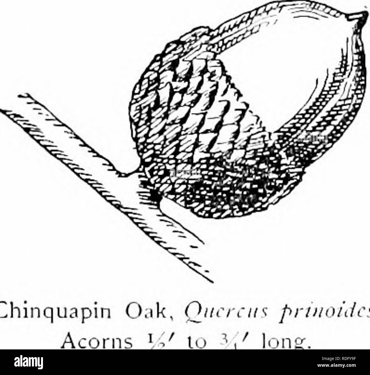 . Our native trees and how to identify them; a popular study of their habits and their peculiarities. Trees. OAK FAMILY Bark.- Light brown ; branchlets at first dark green and scurfy, finally reddish brown or ashen gray ; charged with tannic acid. Winter Buds. — Light brown, ovate or globose, obtuse, one-eighth of an inch long. Leaves.—Alternate, obovate or oblong, three to six inches long, one to three inches wide, wedge-shaped at base, coarsely undulate-toothed with rounded or acute teeth, acute or acuminate apex ; midrib and primary veins conspicuous. They come out of the bud convolute, red Stock Photo