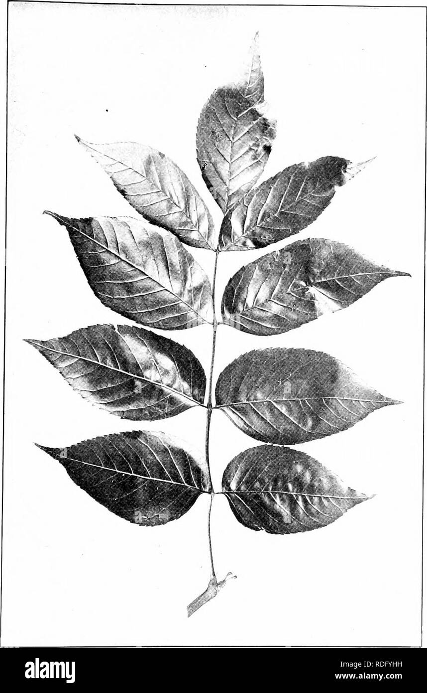 . Our native trees and how to identify them; a popular study of their habits and their peculiarities. Trees. BLUE ASH. Blue Ash, Fraxinus quadrangulata. Leaves 8' to zf long. Leaflets 3' to 5' long.. Please note that these images are extracted from scanned page images that may have been digitally enhanced for readability - coloration and appearance of these illustrations may not perfectly resemble the original work.. Keeler, Harriet L. (Harriet Louise), 1846-1921. New York, C. Scribner's Sons Stock Photo