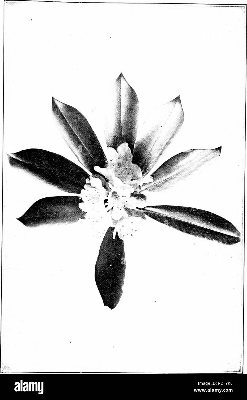 . Our native trees and how to identify them; a popular study of their habits and their peculiarities. Trees. RHODODENDRON. Flowering; Spray of the Rhododendron, Rhododend, Leaves 4' to ]c/ long. ton maximum.. Please note that these images are extracted from scanned page images that may have been digitally enhanced for readability - coloration and appearance of these illustrations may not perfectly resemble the original work.. Keeler, Harriet L. (Harriet Louise), 1846-1921. New York, C. Scribner's Sons Stock Photo