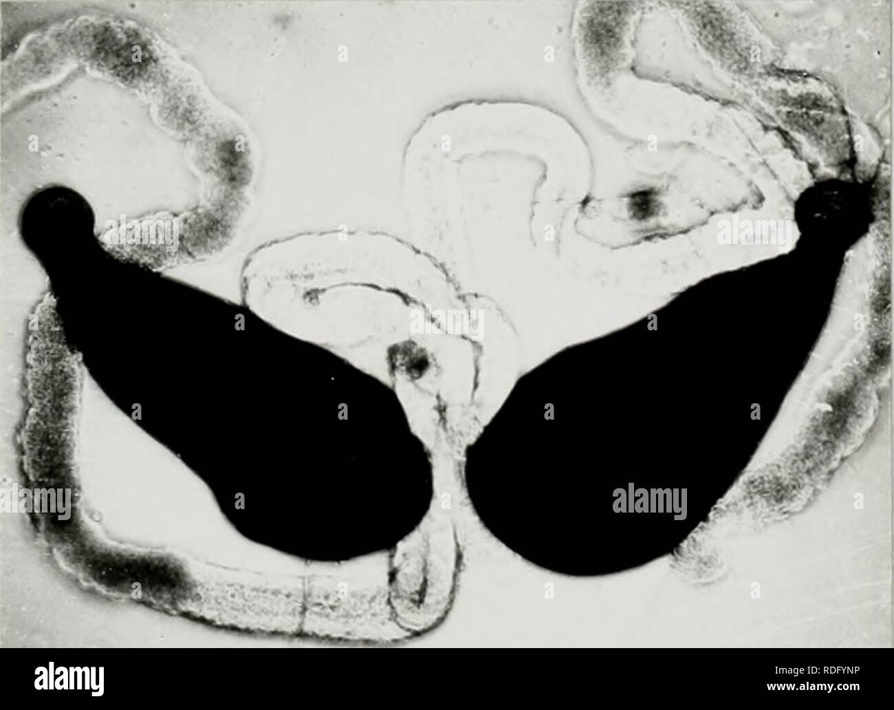 . Effect of cobalt 60 gamma rays on the biology of the eye gnat Hippelates Pusio Loew. Gamma rays; Entomology; Chloropidae. IL- ^. Please note that these images are extracted from scanned page images that may have been digitally enhanced for readability - coloration and appearance of these illustrations may not perfectly resemble the original work.. Flint, Hollis Mitchell, 1938-. Stock Photo