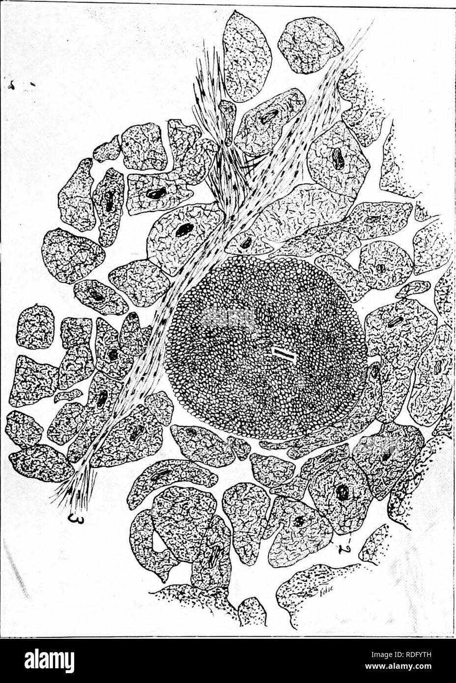 . Animal parasites and parasitic diseases . Domestic animals; Veterinary medicine. PARASITOLOGY. 207. p-j„ 76 Sarcocystis Jliescheri. Drawing made with Camera lucida. T Cross section sarcoeyst, muscle cell enclosing sarcocyst ruptured. 2.' Cross section of heart muscle cell. 3', Fibrous connective tissue.. Please note that these images are extracted from scanned page images that may have been digitally enhanced for readability - coloration and appearance of these illustrations may not perfectly resemble the original work.. Kaupp, Benjamin Franklyn, 1874-. Chicago : A. Eger Stock Photo