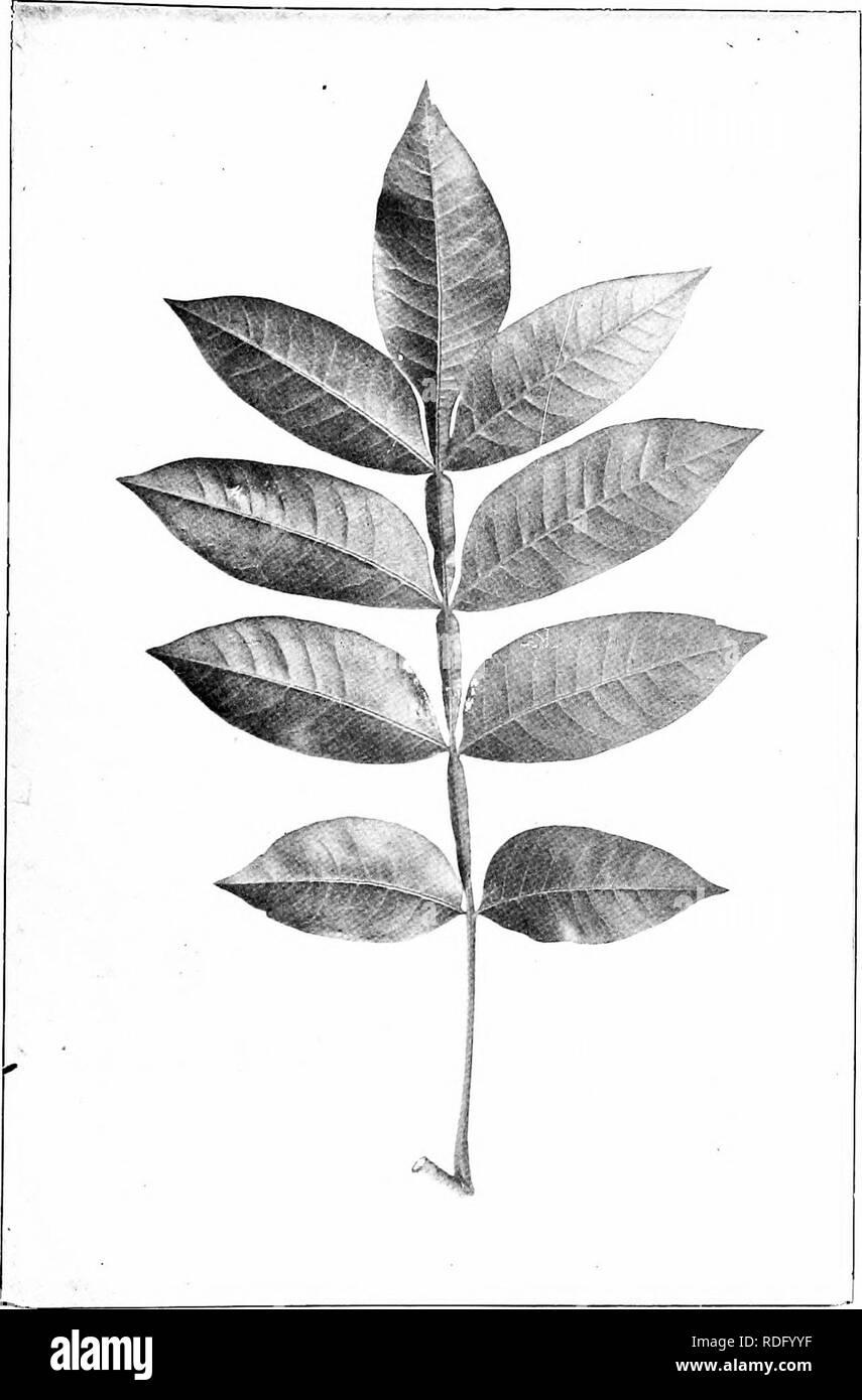 . Our native trees and how to identify them; a popular study of their habits and their peculiarities. Trees. DWARF SUMACH. Dwarf Sumach, Rhus copallina. Leaves 6' to 12' long. Leaflets 2' to 4' long.. Please note that these images are extracted from scanned page images that may have been digitally enhanced for readability - coloration and appearance of these illustrations may not perfectly resemble the original work.. Keeler, Harriet L. (Harriet Louise), 1846-1921. New York, C. Scribner's Sons Stock Photo