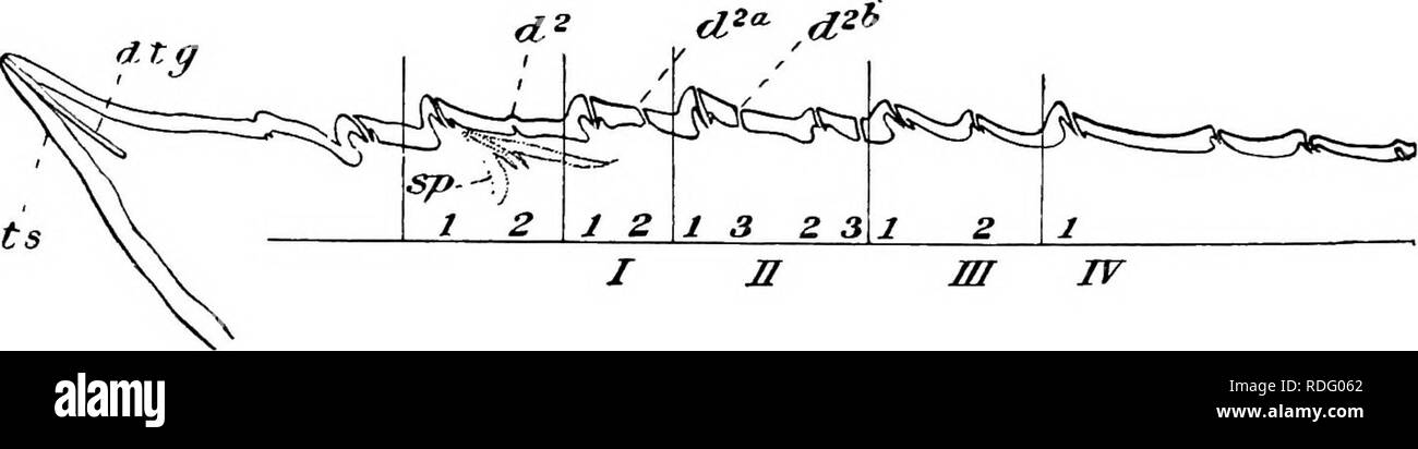 . Natural history of the American lobster... Decapoda (Crustacea); Lobster fisheries. NATURAL HISTORY OF AMERICAN I.OBSTER. 269 successful would increase the serial number to 16. A few cases are noted of the intro- duction of a tooth of the sixth series (table 6, no. 8, 11&amp;). The process of interpolation is illustrated in the diagram (fig. 11) up to the usual 8-period stage, which is commonly attained at the fourth or fifth molt.. FlG- 19 —Outline of corresponding part of great claw shown in figures 17 and 18, but at third larval stage, showing spines of the second order, sometimes precede Stock Photo
