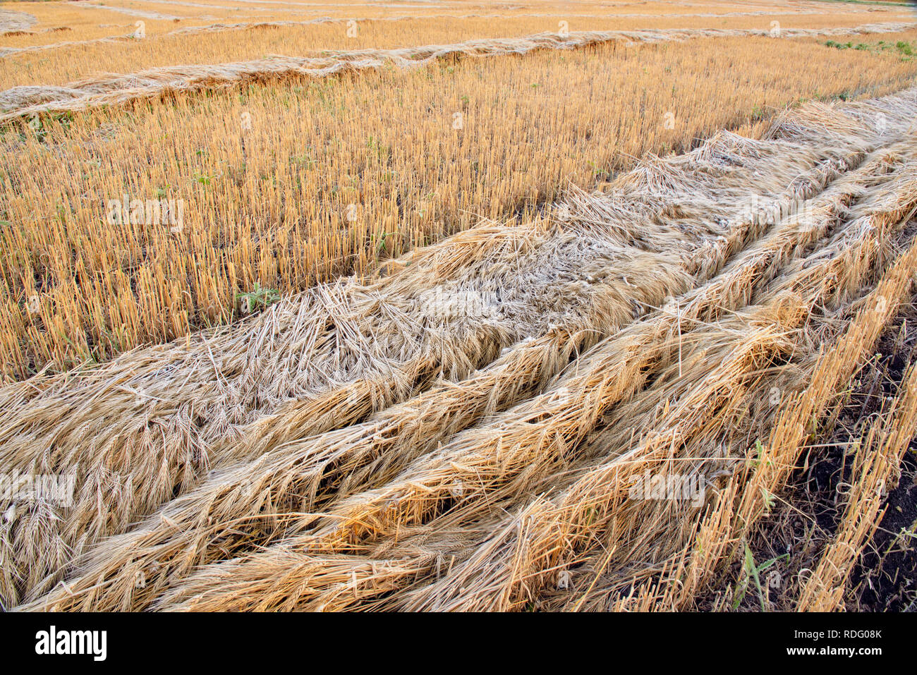 Waskatenau hires stock photography and images Alamy