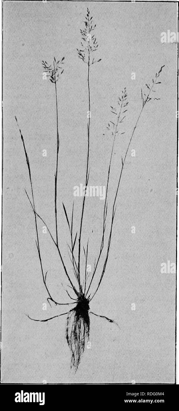 . Grasses and how to grow them in North America. Grasses. Fig. 7. EED TOP (Agrostis vulgaris). Tennessee Experiment Station,. Please note that these images are extracted from scanned page images that may have been digitally enhanced for readability - coloration and appearance of these illustrations may not perfectly resemble the original work.. Shaw, Thomas, 1843-1918. St. Paul, Webb Pub. Co. Stock Photo