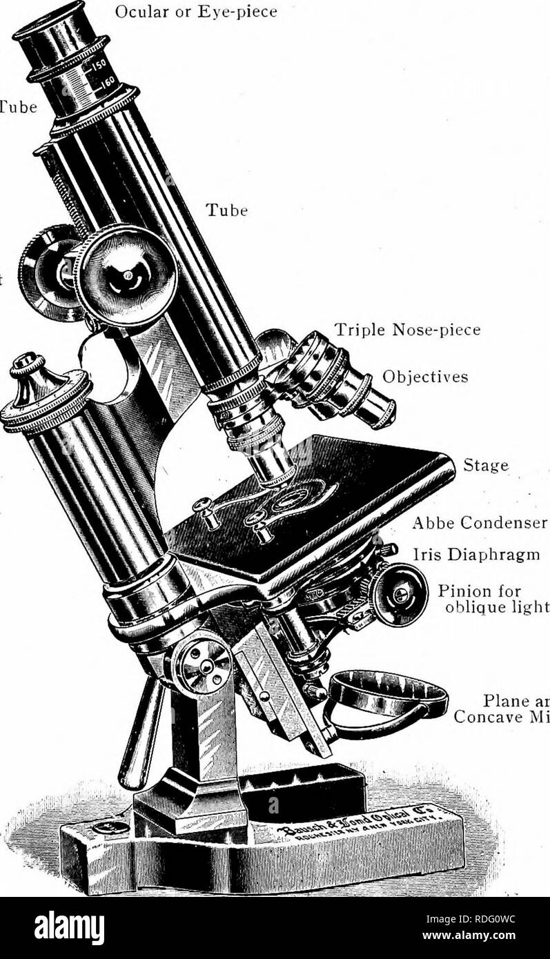 Ocular micrometer hires stock photography and images Alamy