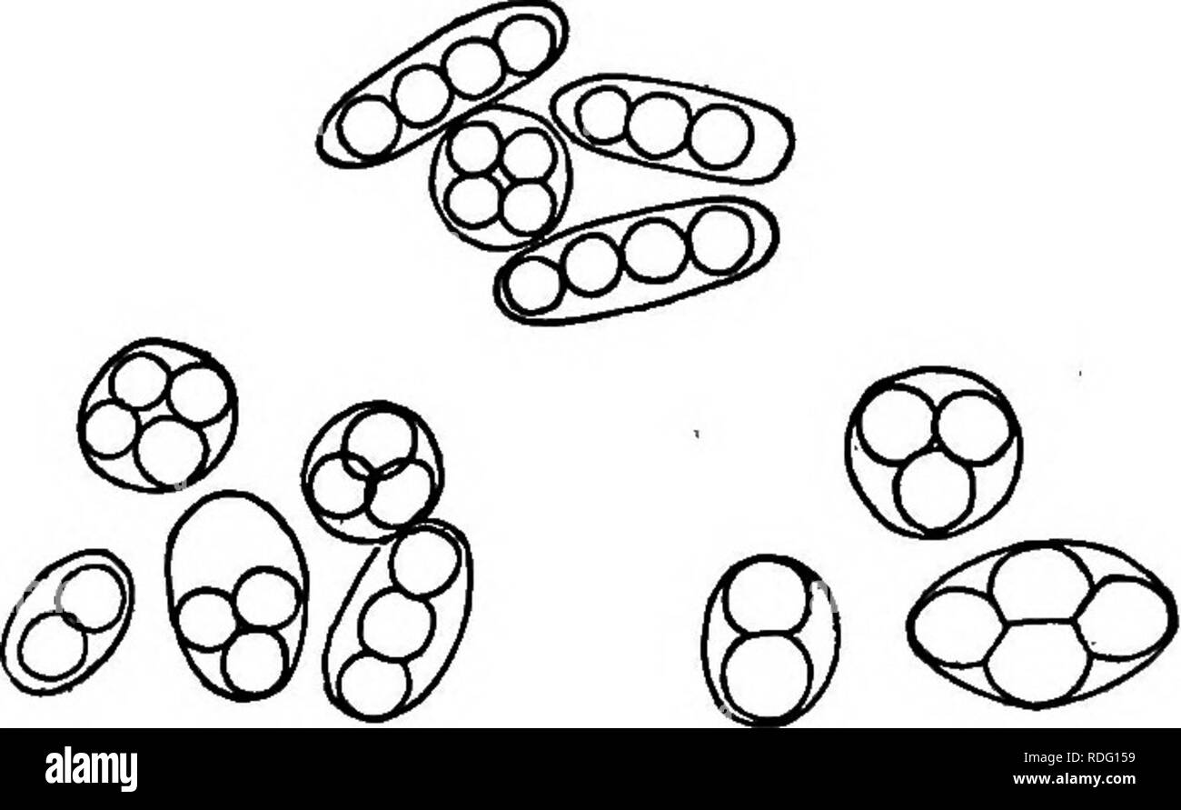 . Bacteria, yeasts and molds in the home. Bacteriology; Yeast fungi; Molds (Fungi). Fig. 34. A yeast cell containing four spores. method of budding, but its contents break up into several parts. In Fig. 34 is shown one of these yeast cells which has been growing on a porcelain plate without sufficient nourishment, and it will be seen that four small bodies have formed inside of the cell. These bodies are spores and are capable of resisting for a long time a variety of adverse conditions, such as drying, heating, etc., without being injured. When the yeast cell breaks, the little spores burst f Stock Photo