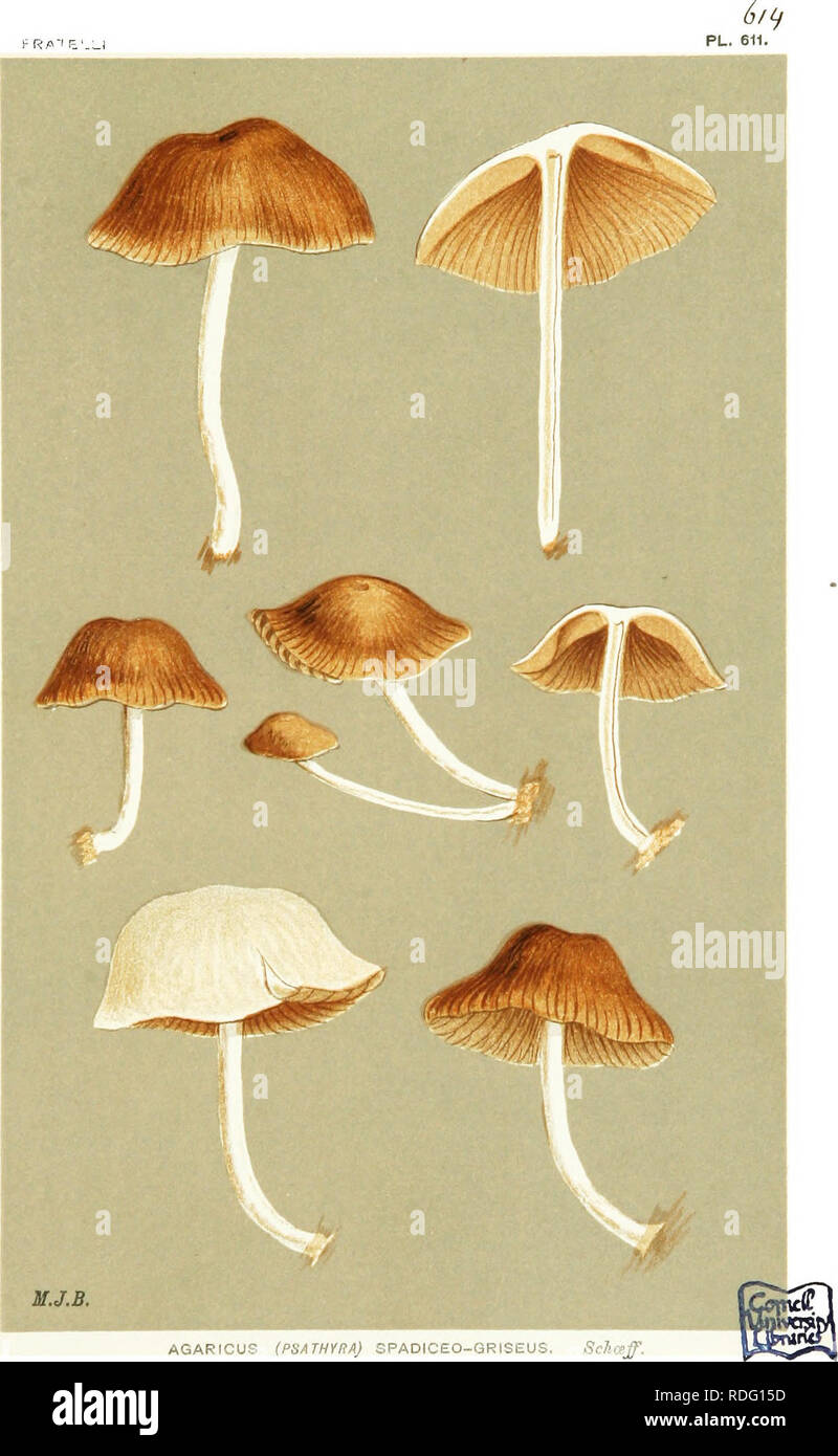 . Illustrations of British Fungi (Hymenomycetes) to serve as an atlas to the &quot;Handbook of British fungi&quot;. Fungi; Botany. f RpT E' : i. AGARICUS (PSATHYRA) SPADICEO-GRISEUS. ScTlCfff. on trunks, or on the ground, Northamptonshire.. Please note that these images are extracted from scanned page images that may have been digitally enhanced for readability - coloration and appearance of these illustrations may not perfectly resemble the original work.. Cooke, M. C. (Mordecai Cubitt), b. 1825; Cooke, M. C. (Mordecai Cubitt), b. 1825. Handbook of British fungi. London, Williams and Norgate Stock Photo