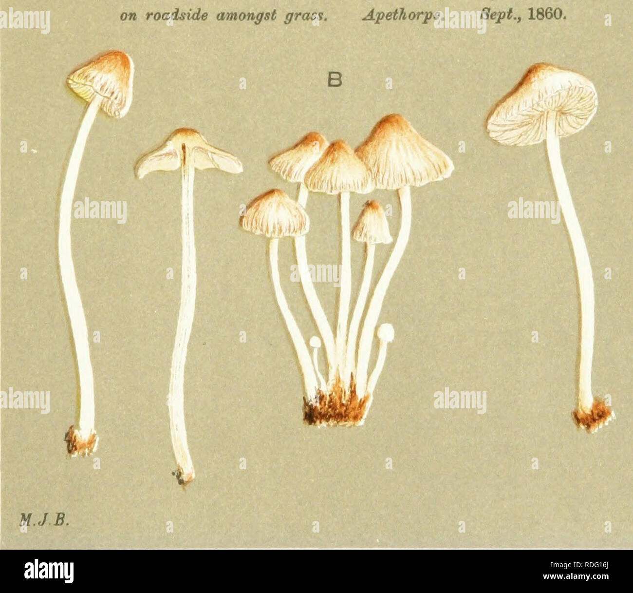 . Illustrations of British Fungi (Hymenomycetes) to serve as an atlas to the &quot;Handbook of British fungi&quot;. Fungi; Botany. u.j.n. 4^ liA. 1^ AQARICUS (PSATHYRA) MASTIGER. B. if Br. on roadside amongst grass. Apetkorpe. Sept., 1860.. Please note that these images are extracted from scanned page images that may have been digitally enhanced for readability - coloration and appearance of these illustrations may not perfectly resemble the original work.. Cooke, M. C. (Mordecai Cubitt), b. 1825; Cooke, M. C. (Mordecai Cubitt), b. 1825. Handbook of British fungi. London, Williams and Norgate Stock Photo