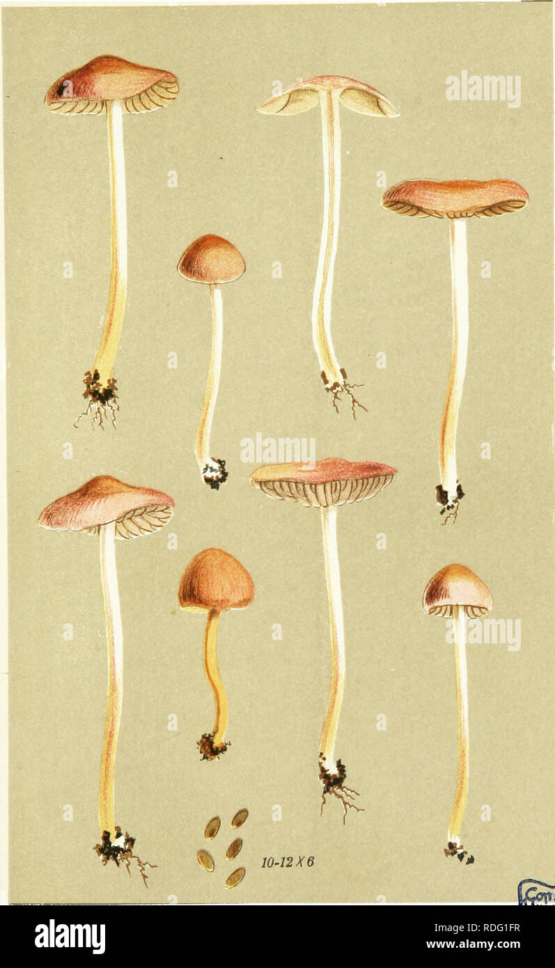 . Illustrations of British Fungi (Hymenomycetes) to serve as an atlas to the &quot;Handbook of British fungi&quot;. Fungi; Botany. ^#«. AGARICUS (PSILOCYBE) ATRO-RUFUS. Schceff. amongst grass. Near Birmingham, Dec. 1884. Please note that these images are extracted from scanned page images that may have been digitally enhanced for readability - coloration and appearance of these illustrations may not perfectly resemble the original work.. Cooke, M. C. (Mordecai Cubitt), b. 1825; Cooke, M. C. (Mordecai Cubitt), b. 1825. Handbook of British fungi. London, Williams and Norgate Stock Photo