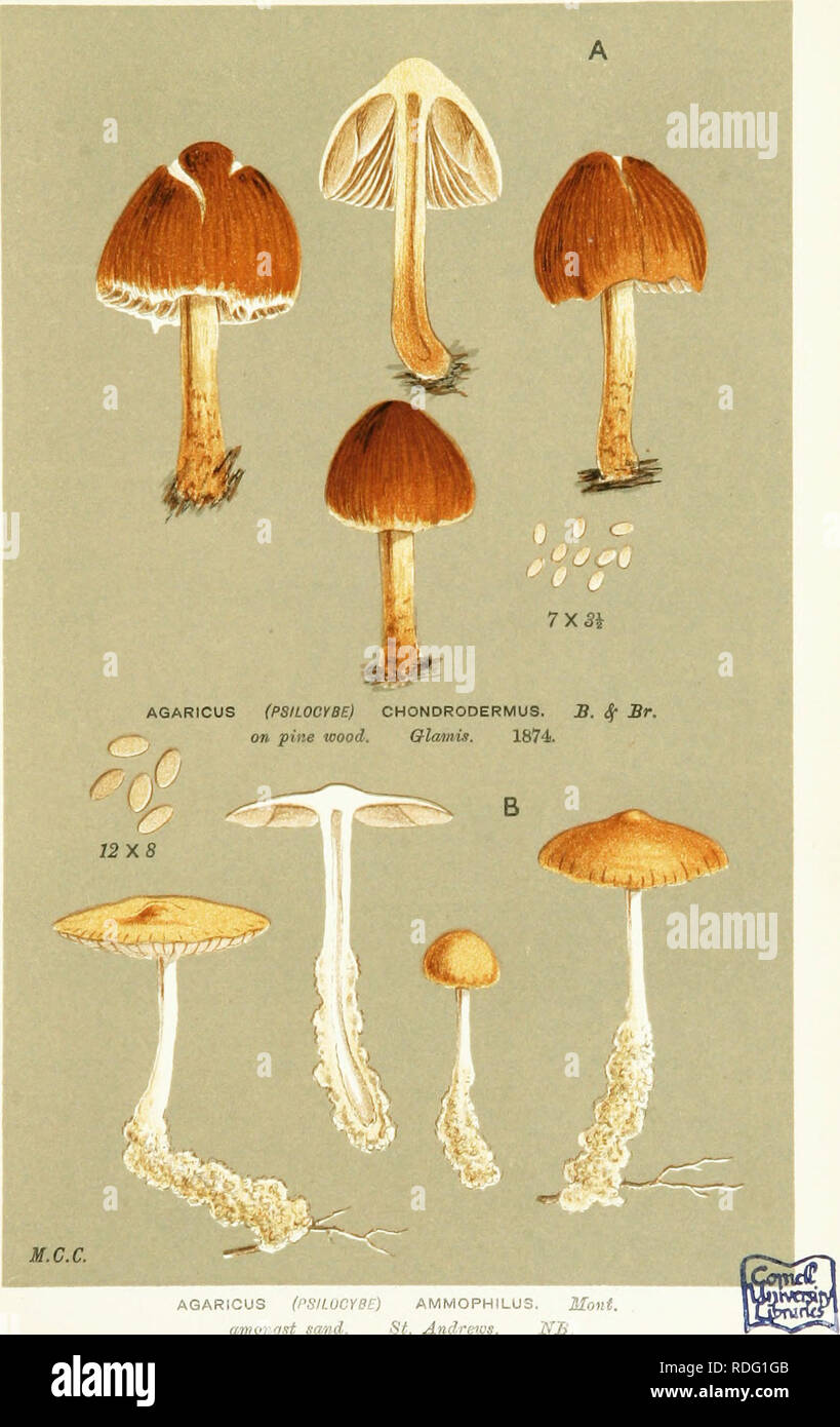 . Illustrations of British Fungi (Hymenomycetes) to serve as an atlas to the &quot;Handbook of British fungi&quot;. Fungi; Botany. ^11 PRATELLI. PL. 606.. AGARICUS (PSILUCYBE) AMMOPHILUS. Mont. amonqst sand. St. Andrews. NB. Please note that these images are extracted from scanned page images that may have been digitally enhanced for readability - coloration and appearance of these illustrations may not perfectly resemble the original work.. Cooke, M. C. (Mordecai Cubitt), b. 1825; Cooke, M. C. (Mordecai Cubitt), b. 1825. Handbook of British fungi. London, Williams and Norgate Stock Photo