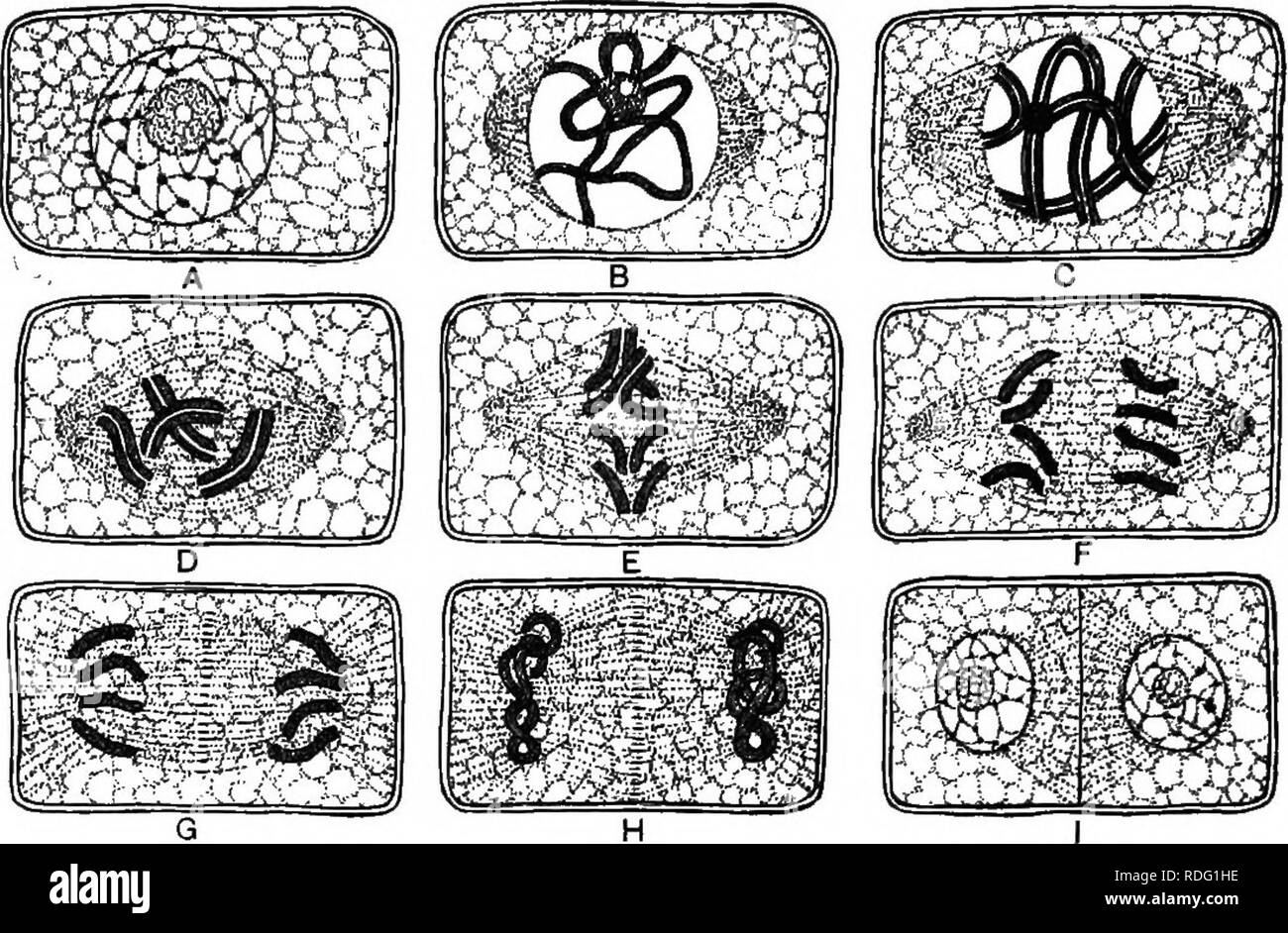 Cell division diagram Black and White Stock Photos & Images - Alamy