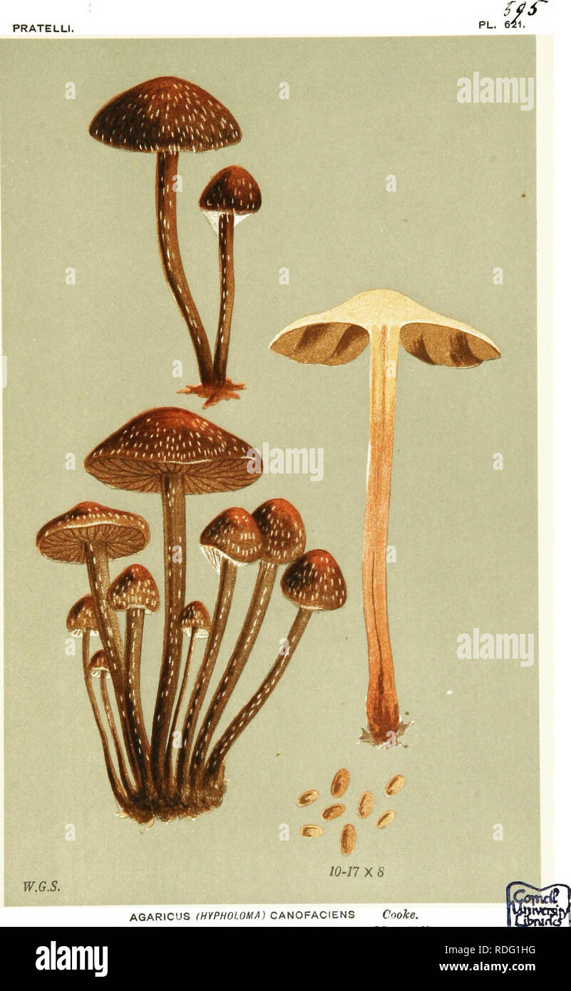 . Illustrations of British Fungi (Hymenomycetes) to serve as an atlas to the &quot;Handbook of British fungi&quot;. Fungi; Botany. PRATELLI.. AGARiCUS (HYPHOLOMA) CANOFACIENS CooTce. on. rotten straw. Stoke Newingion. May, 1867.. Please note that these images are extracted from scanned page images that may have been digitally enhanced for readability - coloration and appearance of these illustrations may not perfectly resemble the original work.. Cooke, M. C. (Mordecai Cubitt), b. 1825; Cooke, M. C. (Mordecai Cubitt), b. 1825. Handbook of British fungi. London, Williams and Norgate Stock Photo