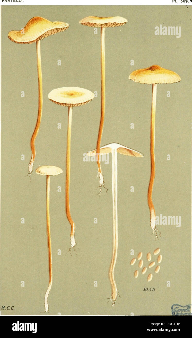 . Illustrations of British Fungi (Hymenomycetes) to serve as an atlas to the &quot;Handbook of British fungi&quot;. Fungi; Botany. PRATELLi,. AGARICUS (PSILOCYBE) UDUS. Persoon. Epping Forest. Nov. 1880. lii^gjSa^. Please note that these images are extracted from scanned page images that may have been digitally enhanced for readability - coloration and appearance of these illustrations may not perfectly resemble the original work.. Cooke, M. C. (Mordecai Cubitt), b. 1825; Cooke, M. C. (Mordecai Cubitt), b. 1825. Handbook of British fungi. London, Williams and Norgate Stock Photo