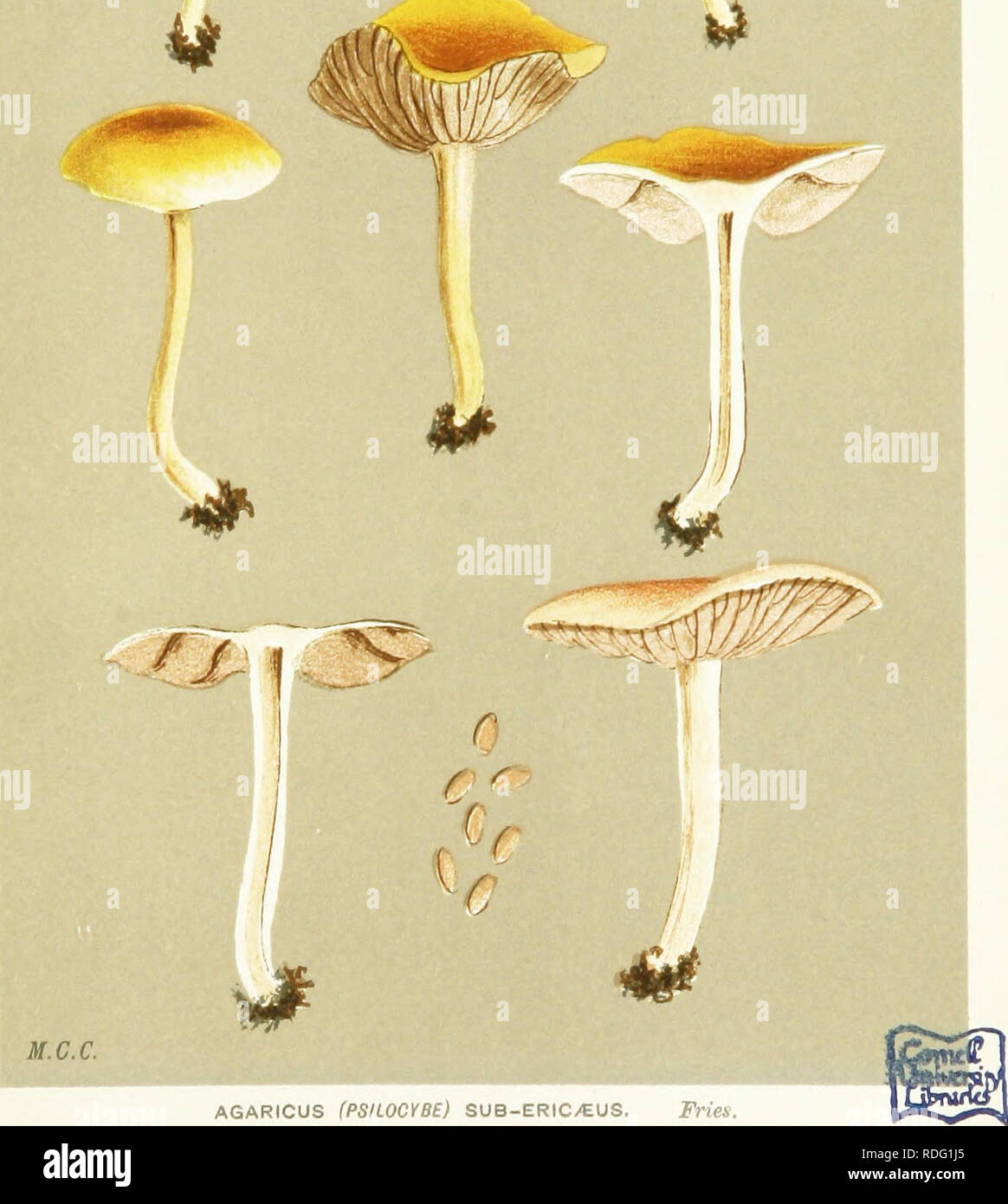 . Illustrations of British Fungi (Hymenomycetes) to serve as an atlas to the &quot;Handbook of British fungi&quot;. Fungi; Botany. ^ V. AGARICUS (PSILOCYBE) SUB-ERIC/EUS. Fries. on the ground. Kew Gardens. June, 1882.. Please note that these images are extracted from scanned page images that may have been digitally enhanced for readability - coloration and appearance of these illustrations may not perfectly resemble the original work.. Cooke, M. C. (Mordecai Cubitt), b. 1825; Cooke, M. C. (Mordecai Cubitt), b. 1825. Handbook of British fungi. London, Williams and Norgate Stock Photo