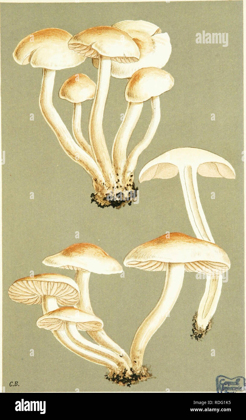 . Illustrations of British Fungi (Hymenomycetes) to serve as an atlas to the &quot;Handbook of British fungi&quot;. Fungi; Botany. PL. 567.. AGARICUS (PSILOOYBE) SARCOCEPHALUS. Fries, in woods. Leigh Wood, Sristol. lygga-. Please note that these images are extracted from scanned page images that may have been digitally enhanced for readability - coloration and appearance of these illustrations may not perfectly resemble the original work.. Cooke, M. C. (Mordecai Cubitt), b. 1825; Cooke, M. C. (Mordecai Cubitt), b. 1825. Handbook of British fungi. London, Williams and Norgate Stock Photo